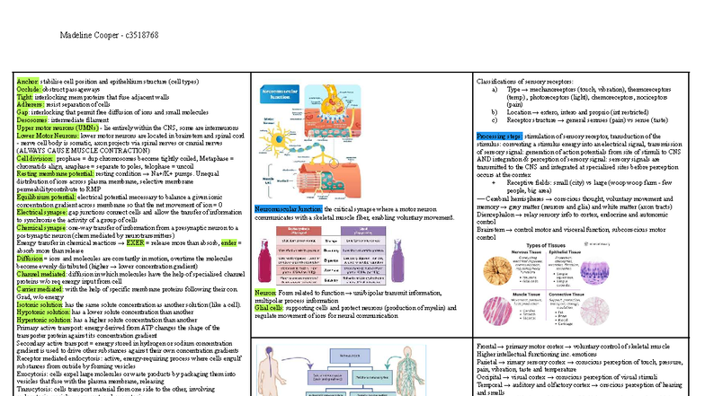 Biomed Memory AID: C3518768 Neuroanatomy & Physiology Overview - Studocu