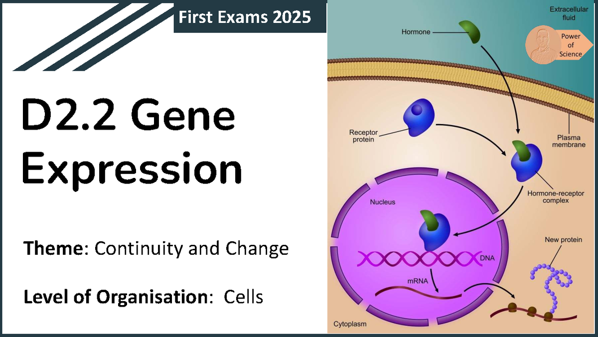 D2.2 Gene Expression: Regulation and Mechanisms in Biology (HL Only ...