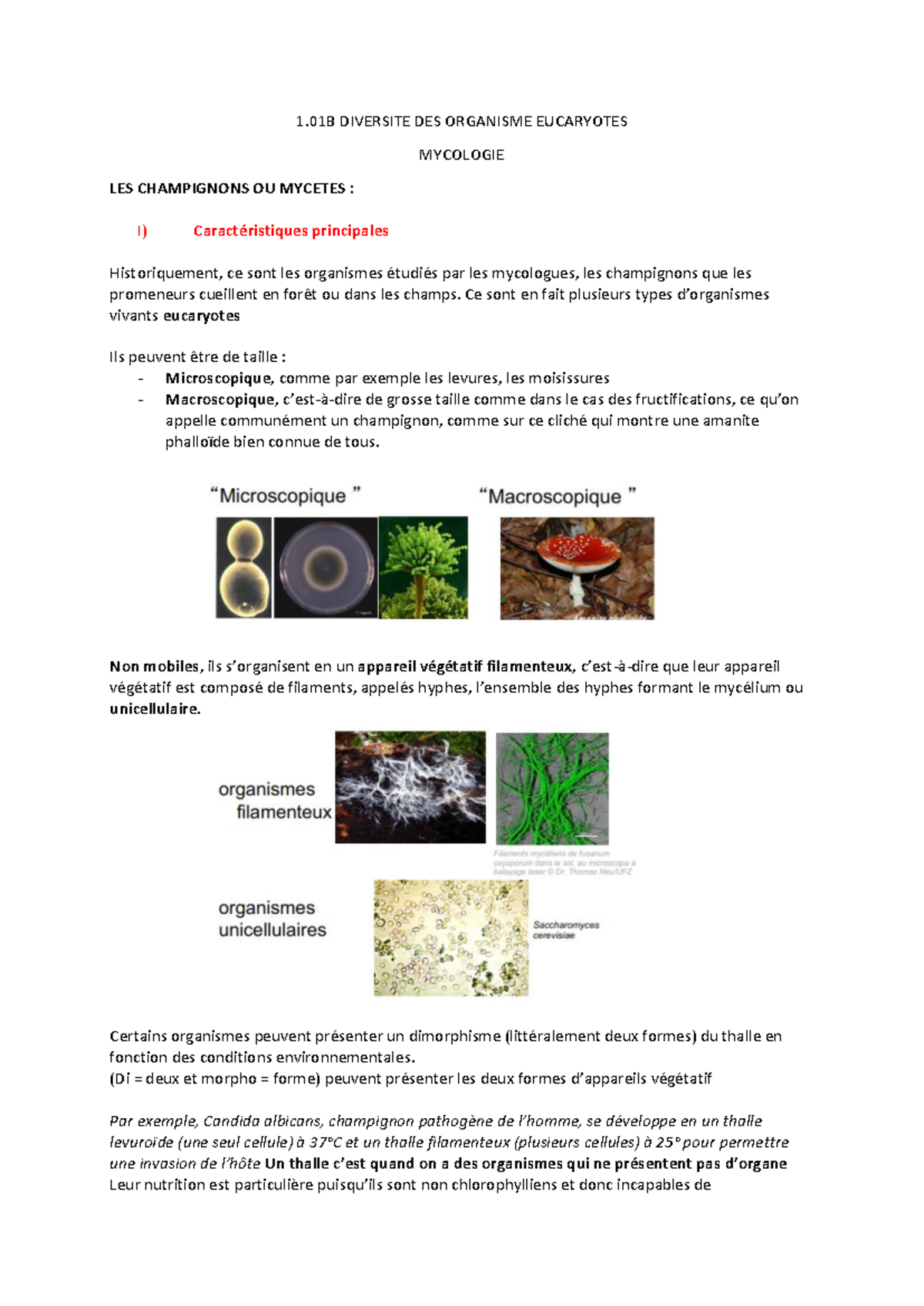 Diversity of Eucaryotic Organisms in Mycology - L1 SV Lecture Notes -  Studocu