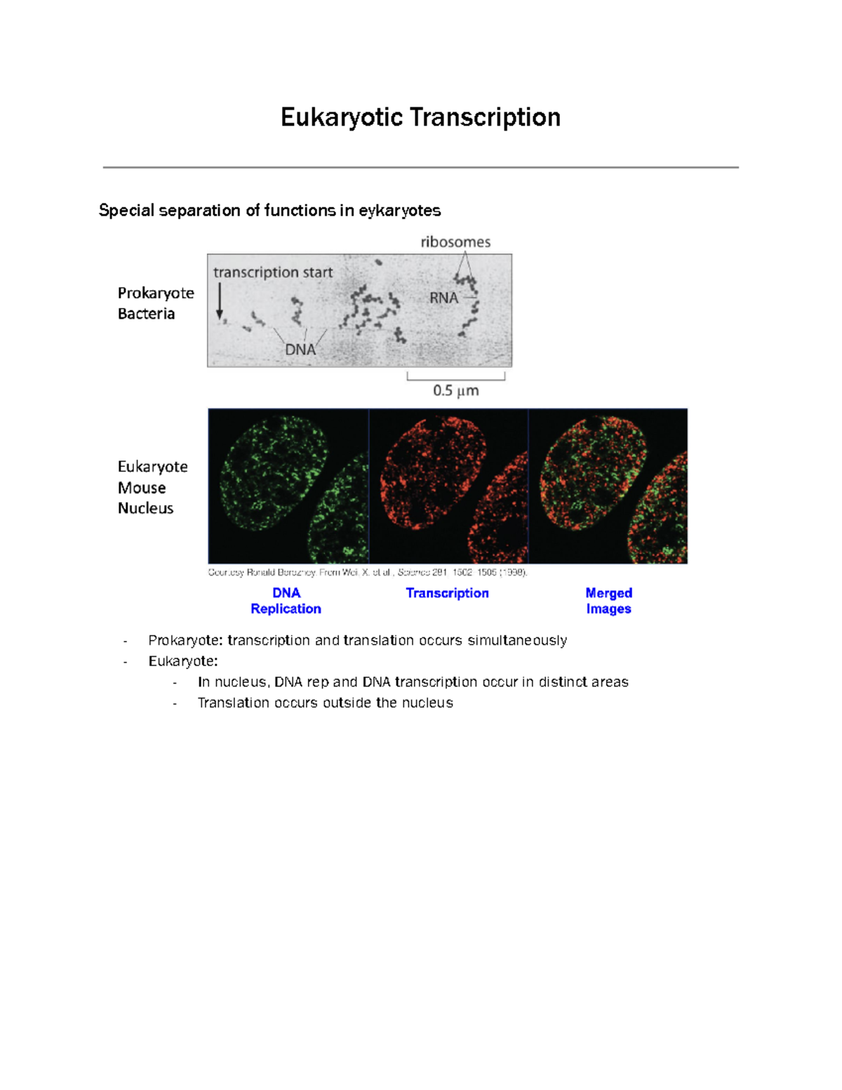Topic 19 - Overview of Eukaryotic Transcription Mechanisms - Studocu