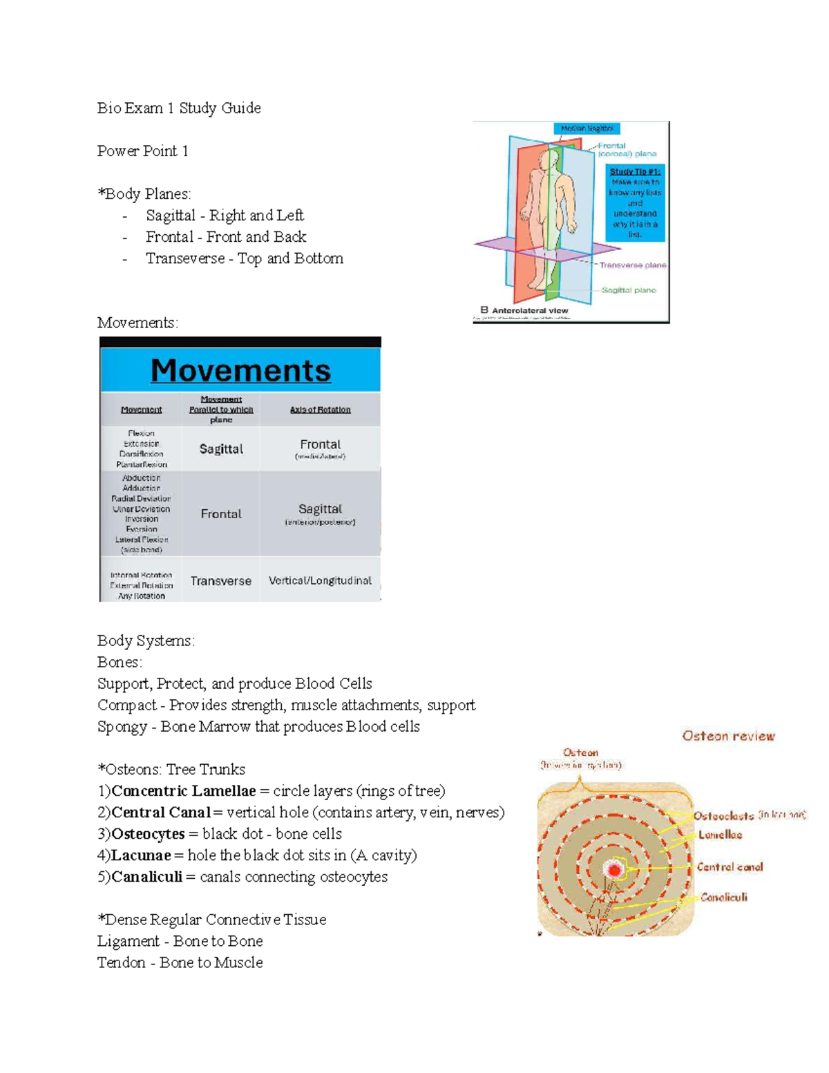 Bio Exam 1 Study Guide: Key Concepts in Anatomy and Physiology - Studocu