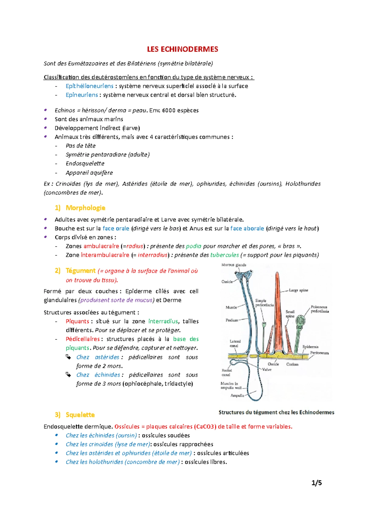 Biologie animal protostomiens - Biologie animale 1 - ULille - Studocu