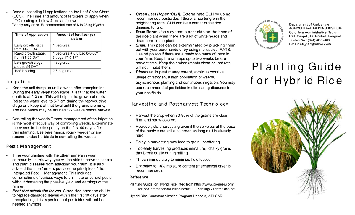 Hybrid Rice Planting Guide: Best Practices for Successful Cultivation ...