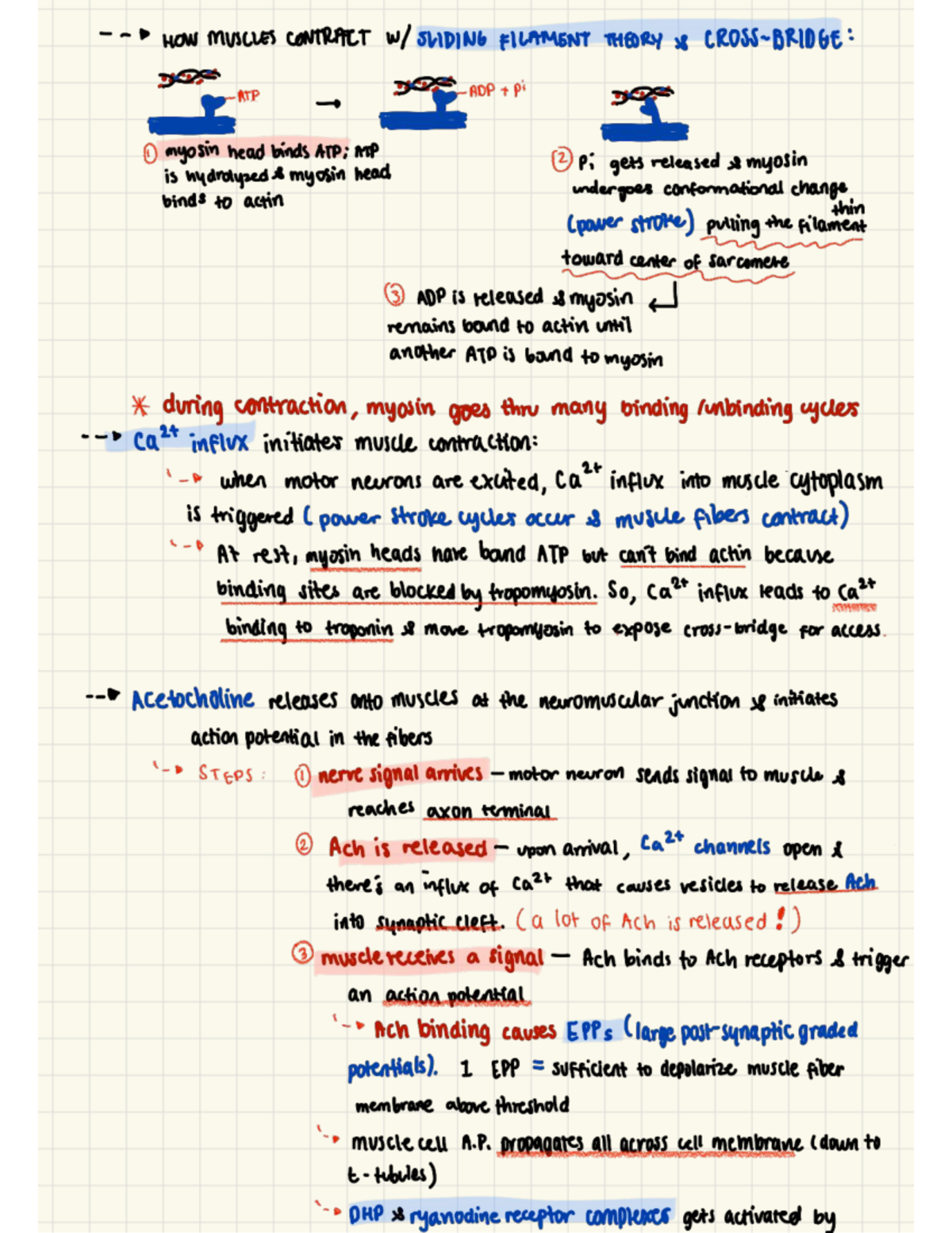 Muscle Contraction Mechanisms and Endocrine Regulation: Notes for RTP 2 ...