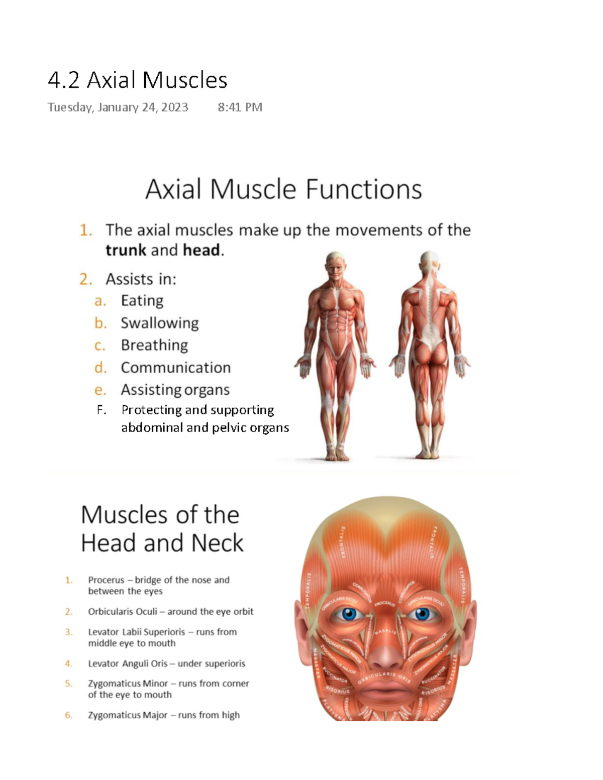 Abdominal Muscles Anatomy Axial