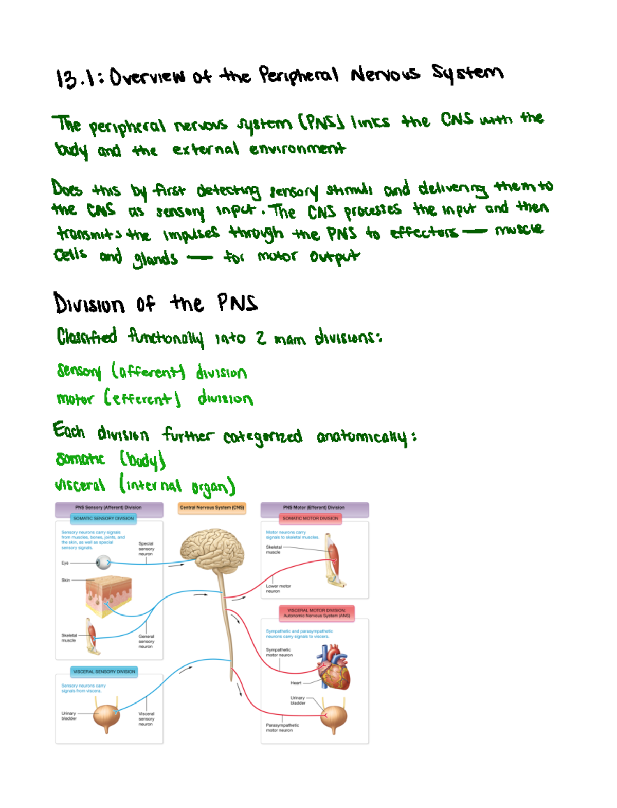 Chapter 13 - Overview of the Peripheral Nervous System - Studocu