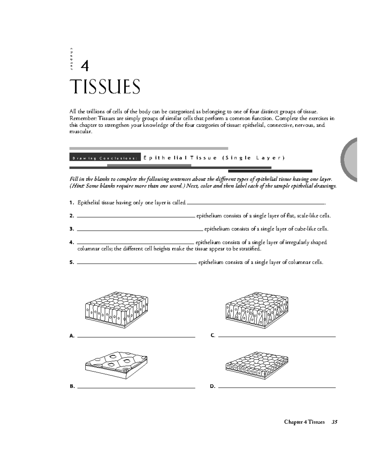 Chapter 4: Tissues Overview and Exercises (Gale Tissues 46-55) - Studocu
