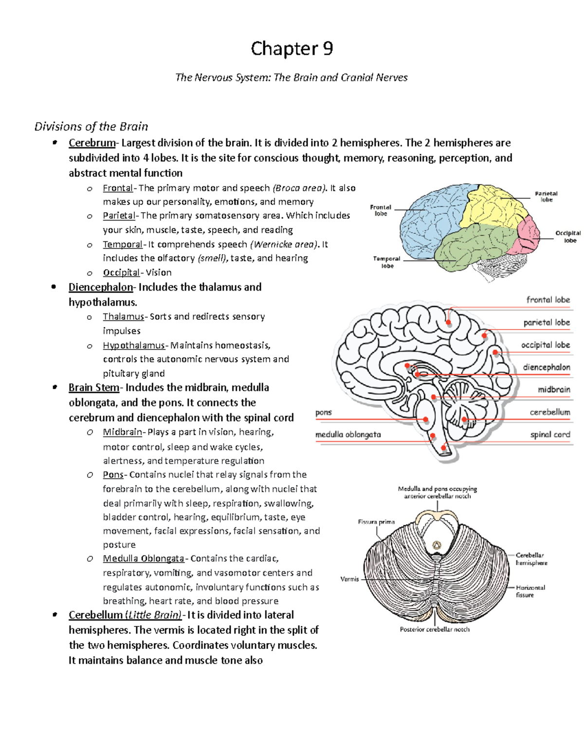 Integrated Human Sciences (Anatomy) Nervous System - Brain Notes - Studocu