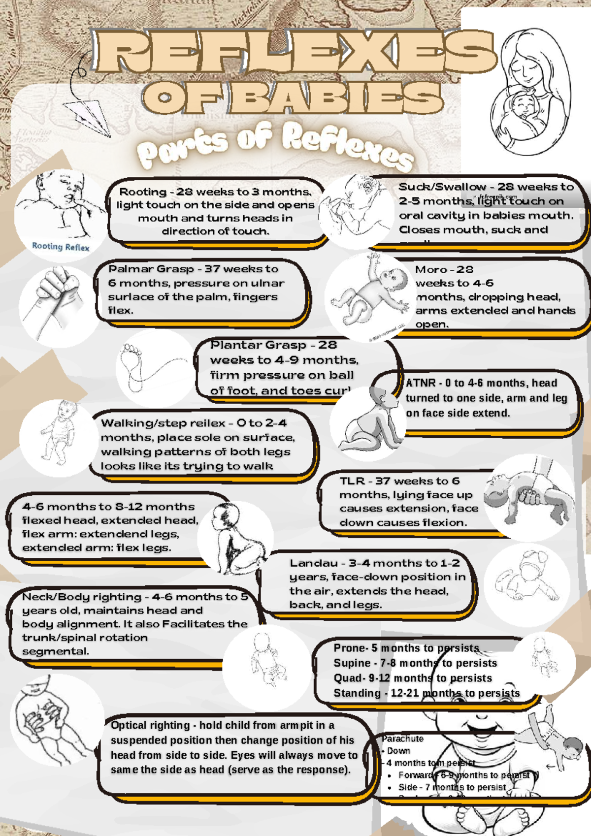 Reflexes in Infants: Development from 28 Weeks to 5 Years - Studocu