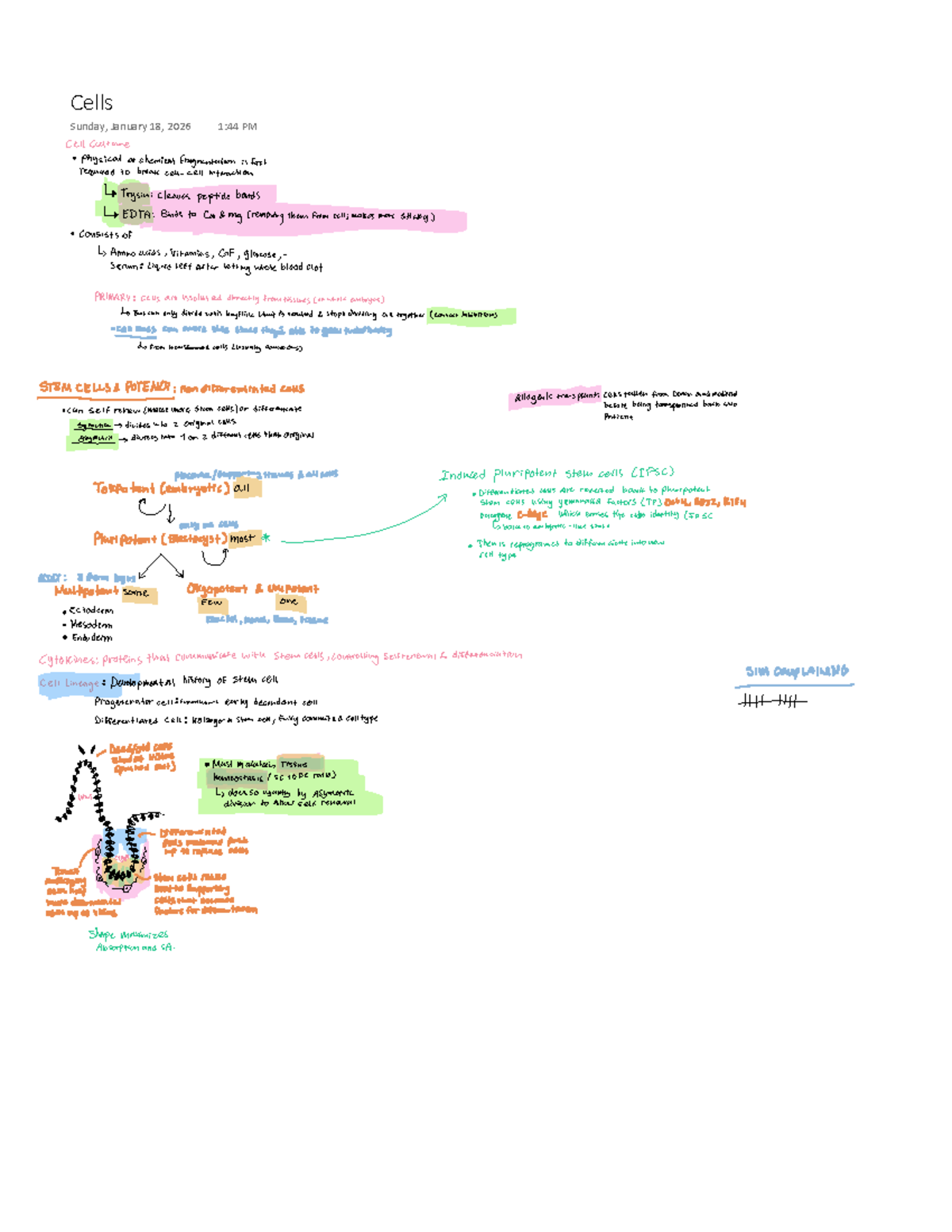 Cells - Notes on Cell Culture and Stem Cell Potency - Studocu