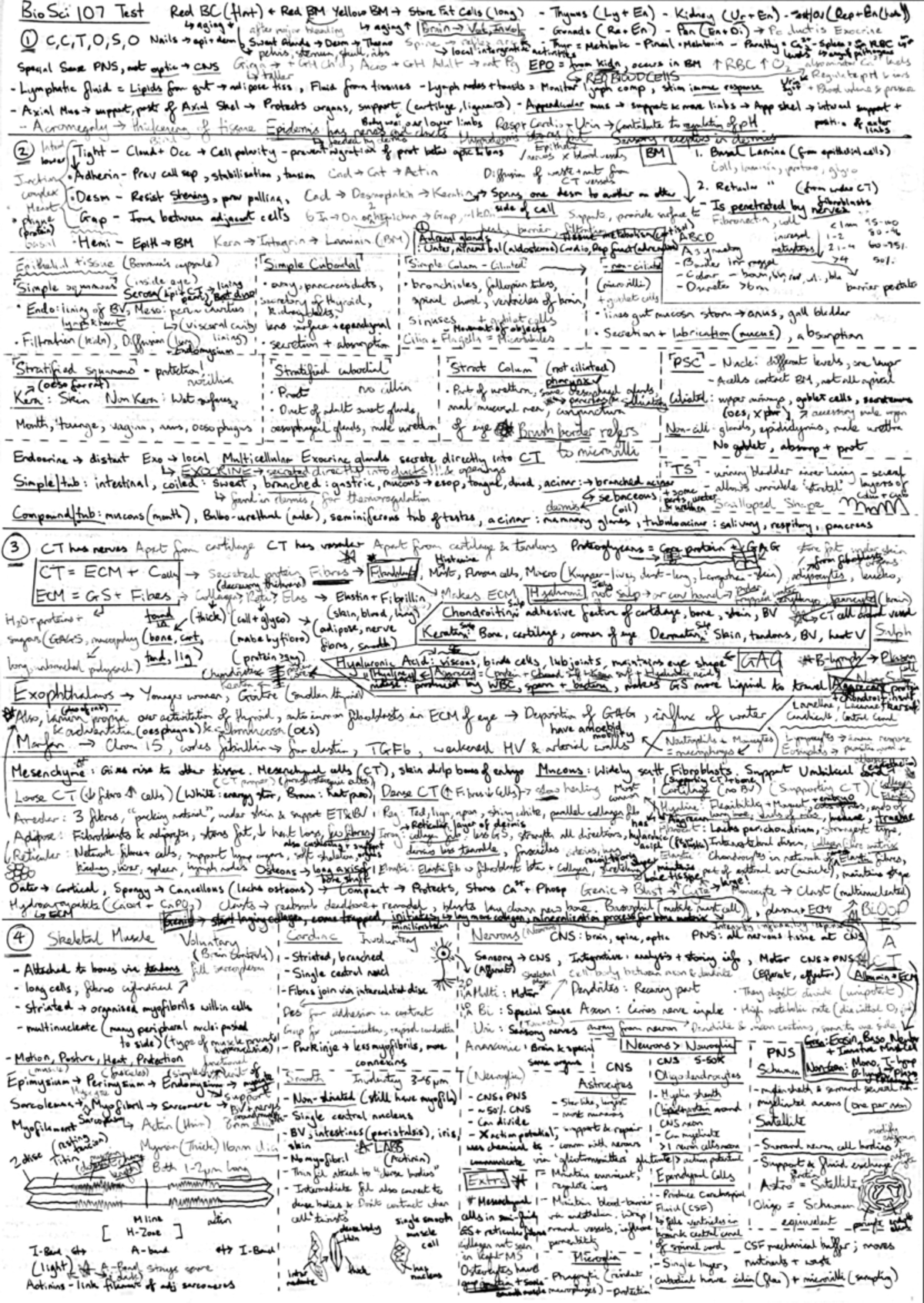 Biosci 107 Mid-Term Test Study Guide and Cheat Sheet - Studocu