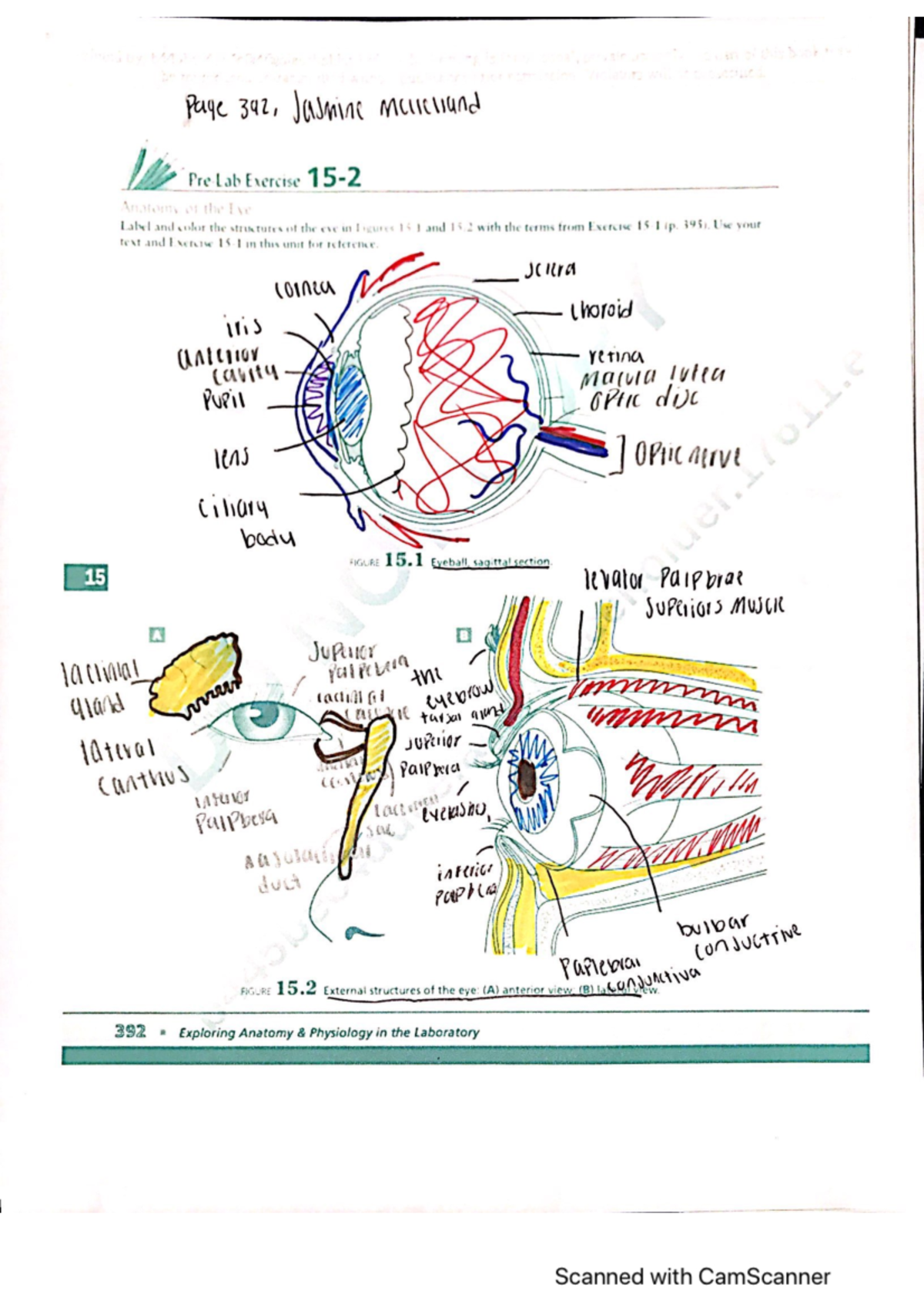 Anatomy Assignment: Key Concepts and Study Tips for Success - Studocu