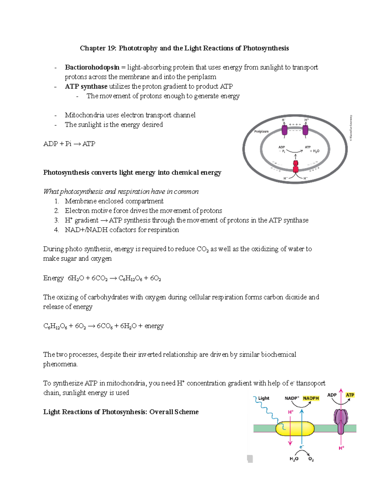 CHEM375-Final Exam Notes on Photosynthesis and Light Reactions - Studocu