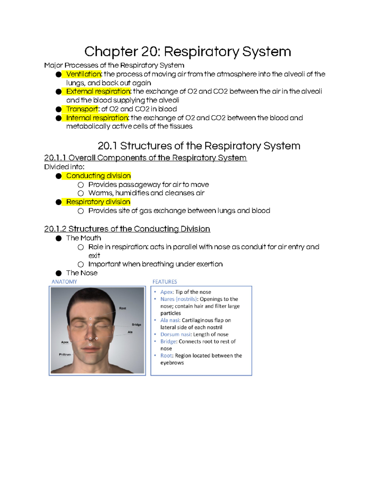 Chapter 20: Respiratory System Lecture Notes (Bio 101) - Studocu