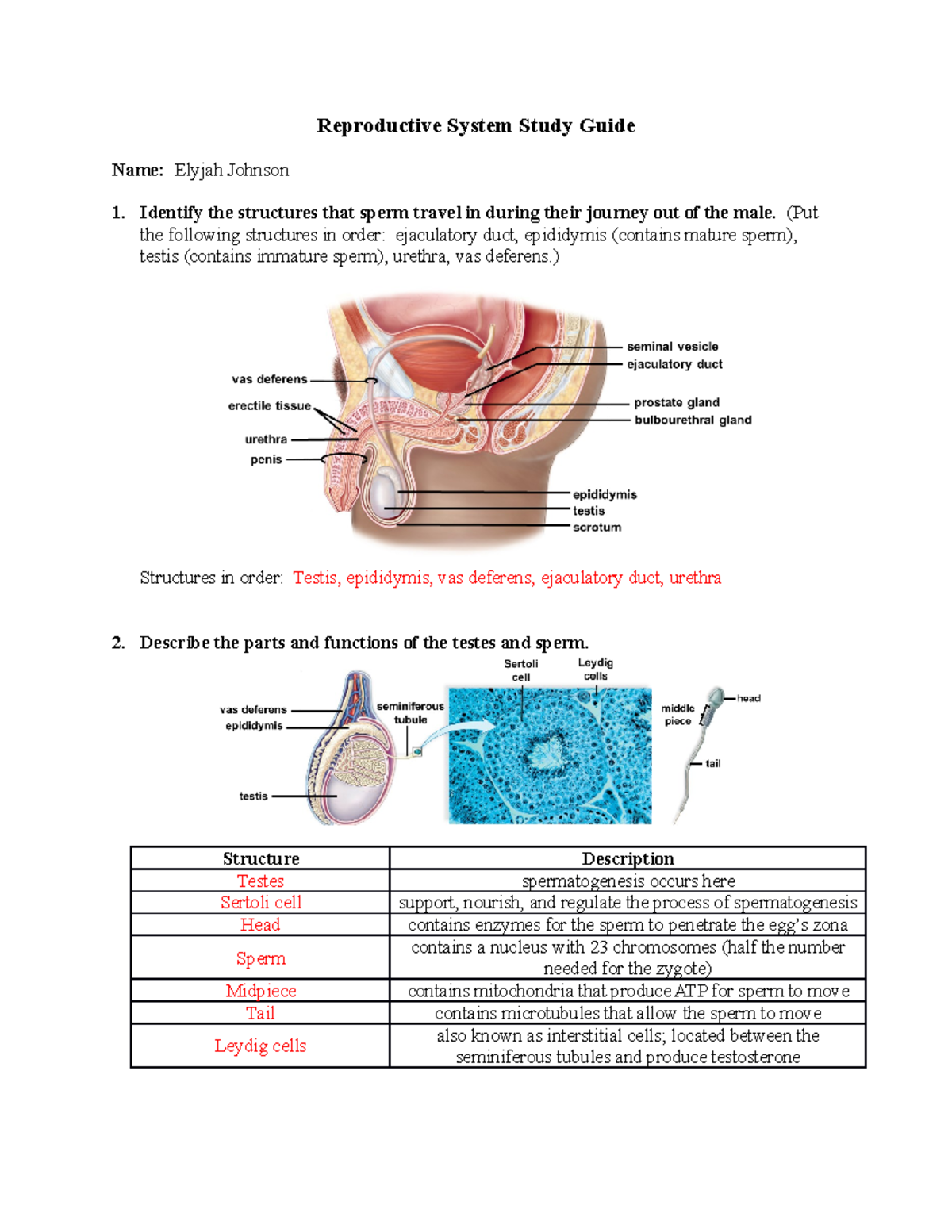 Reproductive System Study Guide - Key Concepts & Structures - Studocu