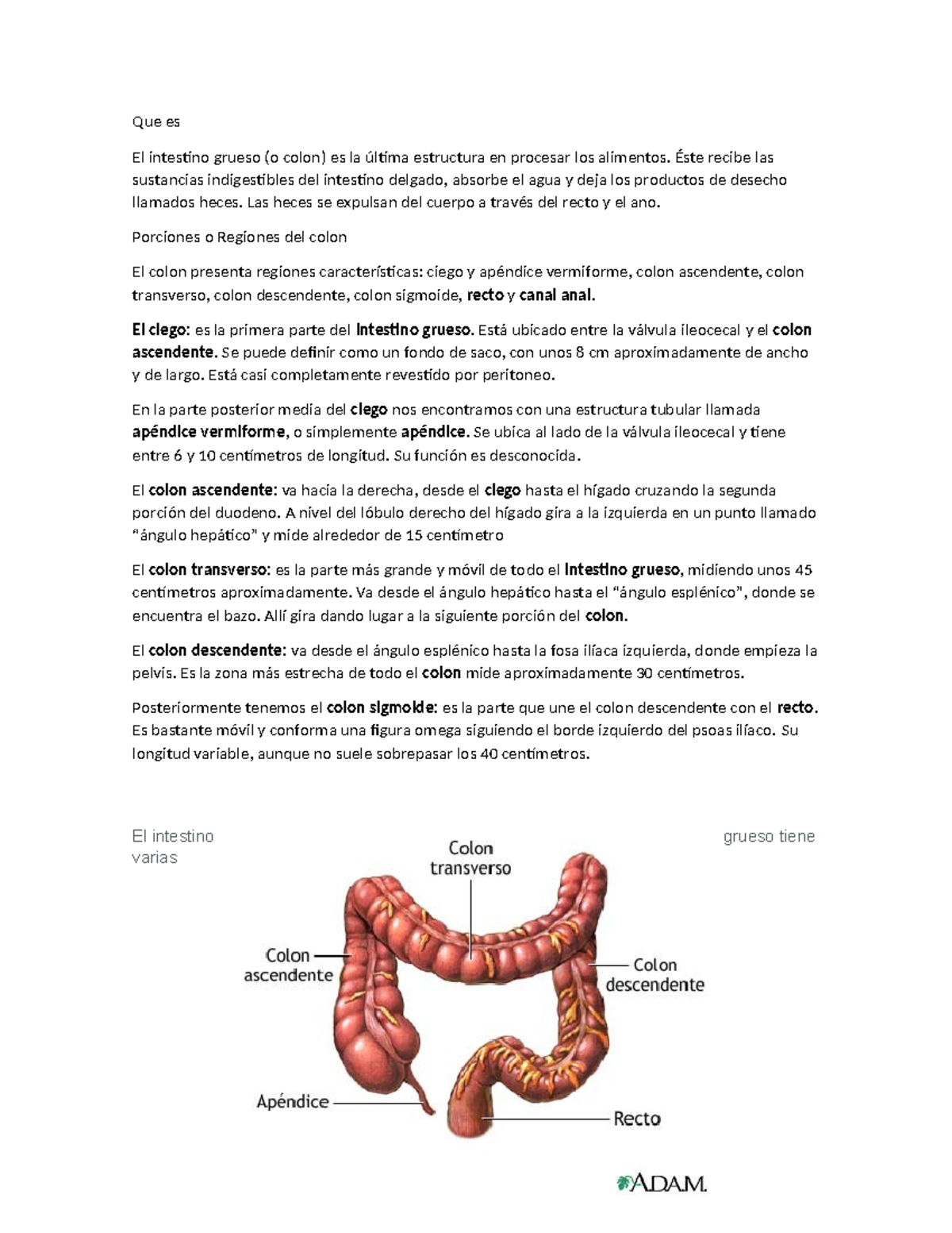 Intestino grueso - Mmm - Que es El intestino grueso (o colon) es la ...