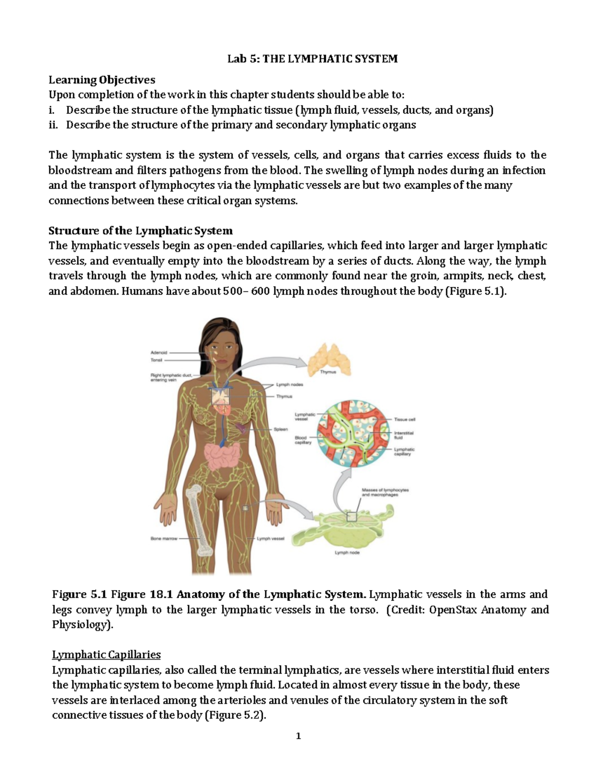 Lab 5: The Lymphatic System - Structure & Function Overview - Studocu