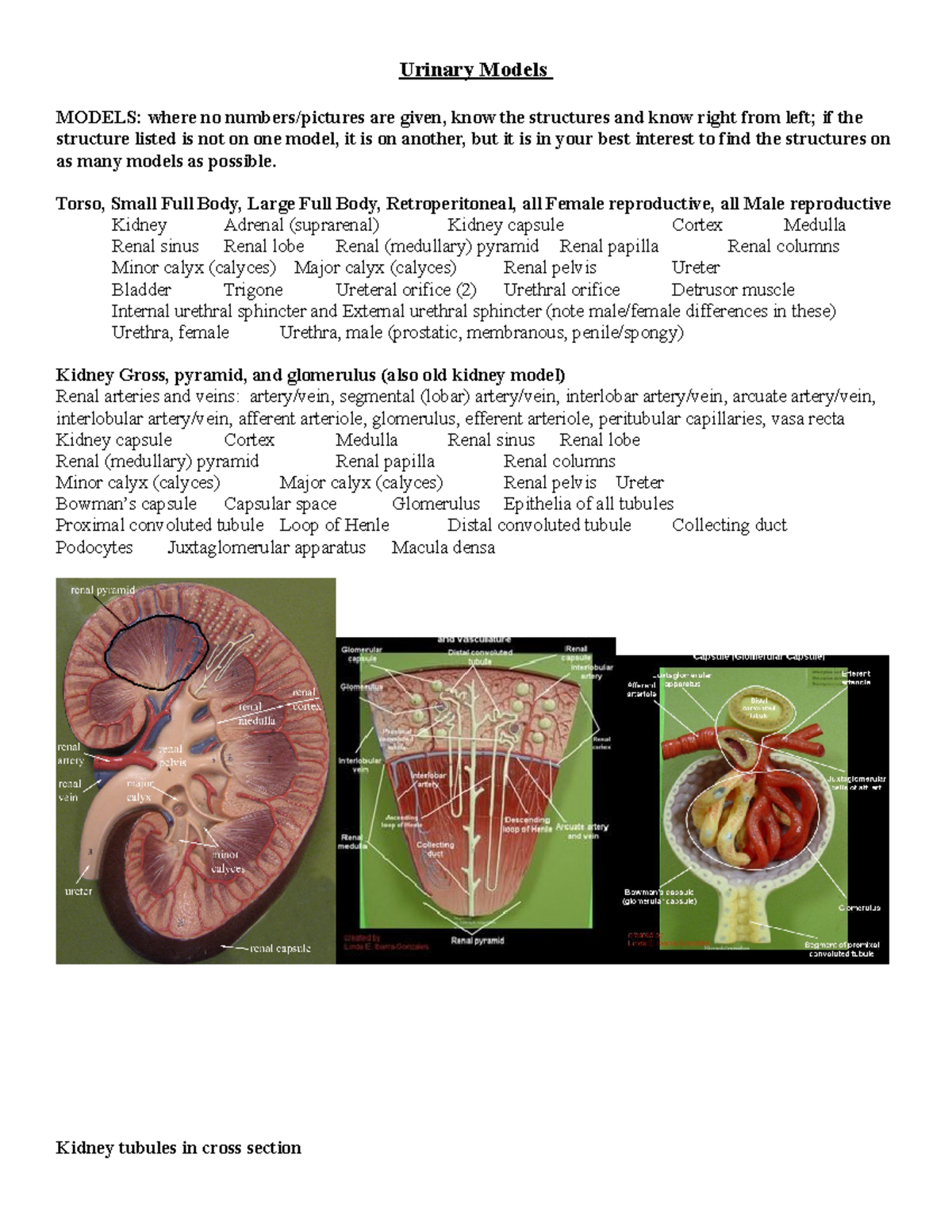 2 Urinary Models Study Guide for Anatomy (ANAT 101) - Studocu