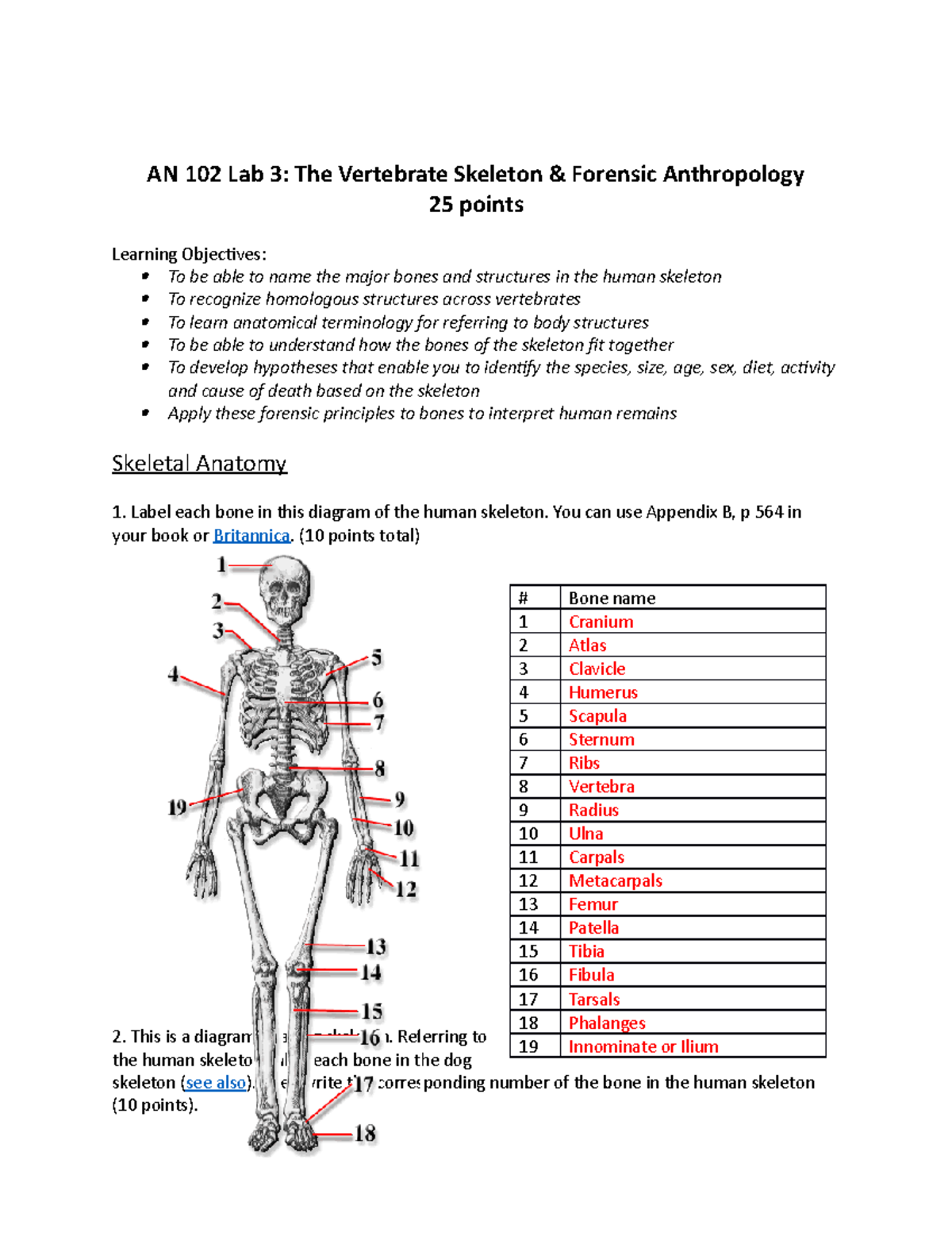 Lab 3-Vertebrate Skeleton & Forensics - AN 102 Lab 3: The Vertebrate ...