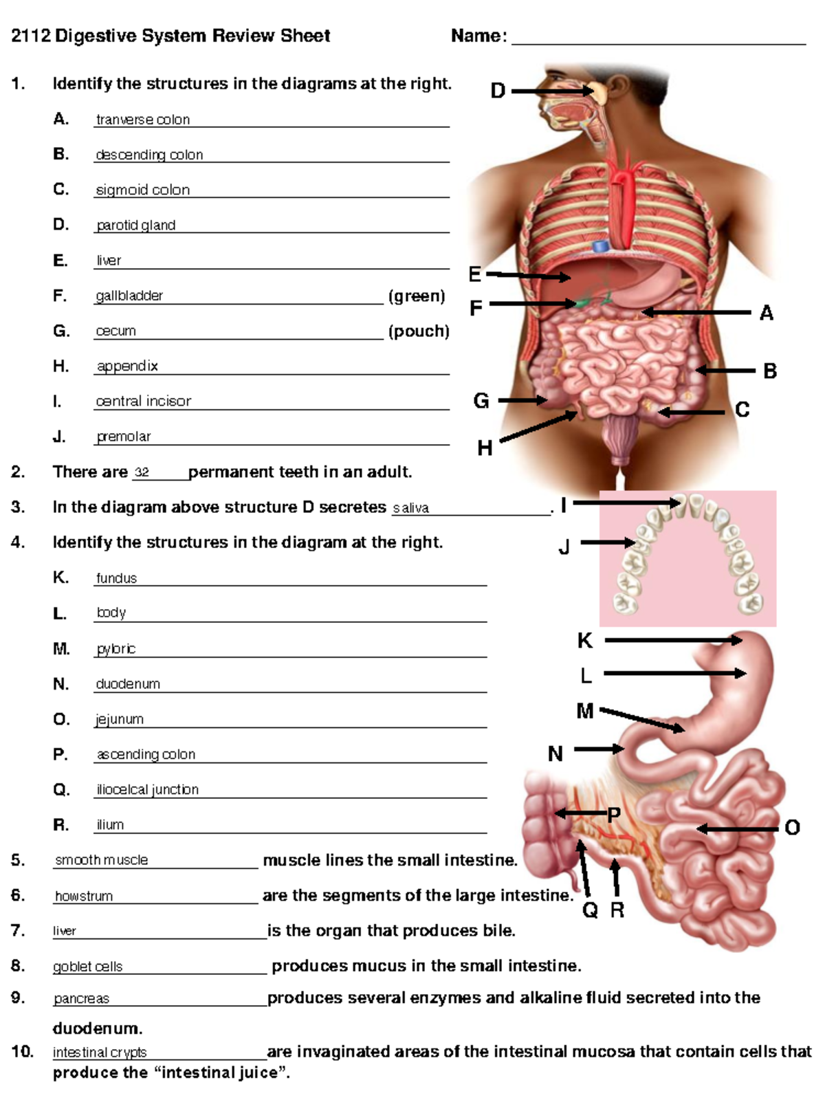 2112 Digestive System Review Sheet: Key Structures & Functions - Studocu