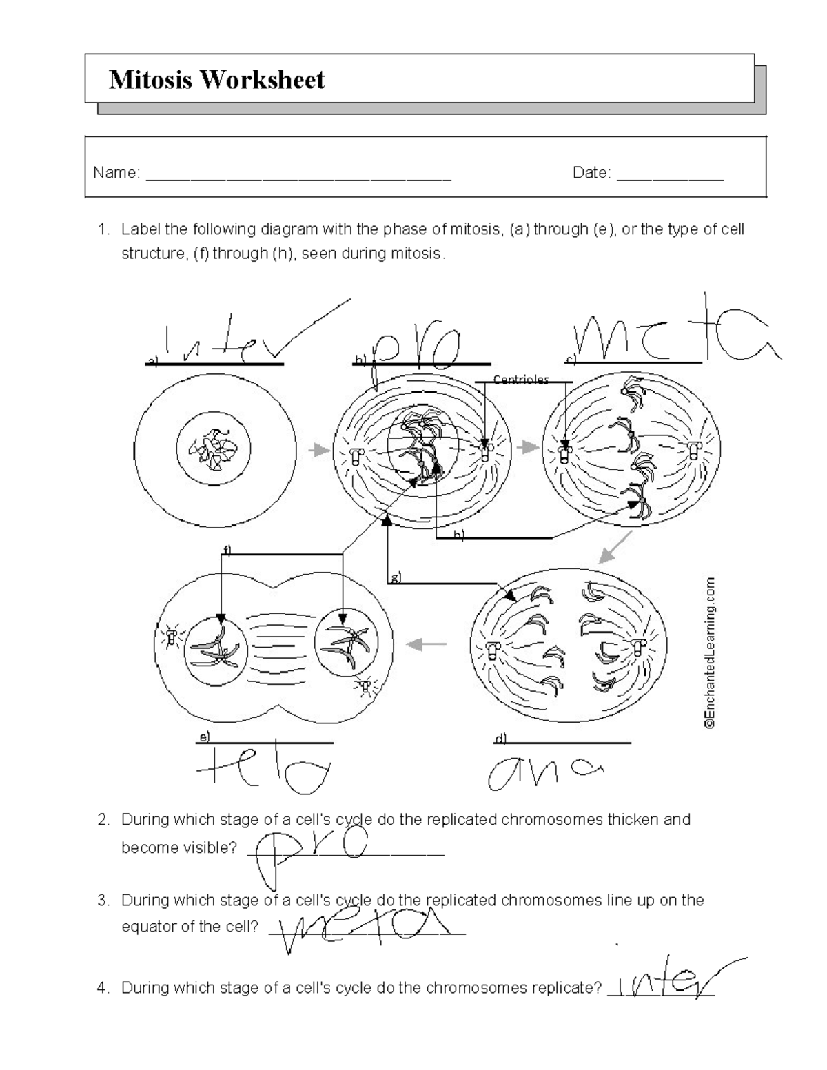 Mitosis Worksheet for Biology Studies: Phases & Processes - Studocu