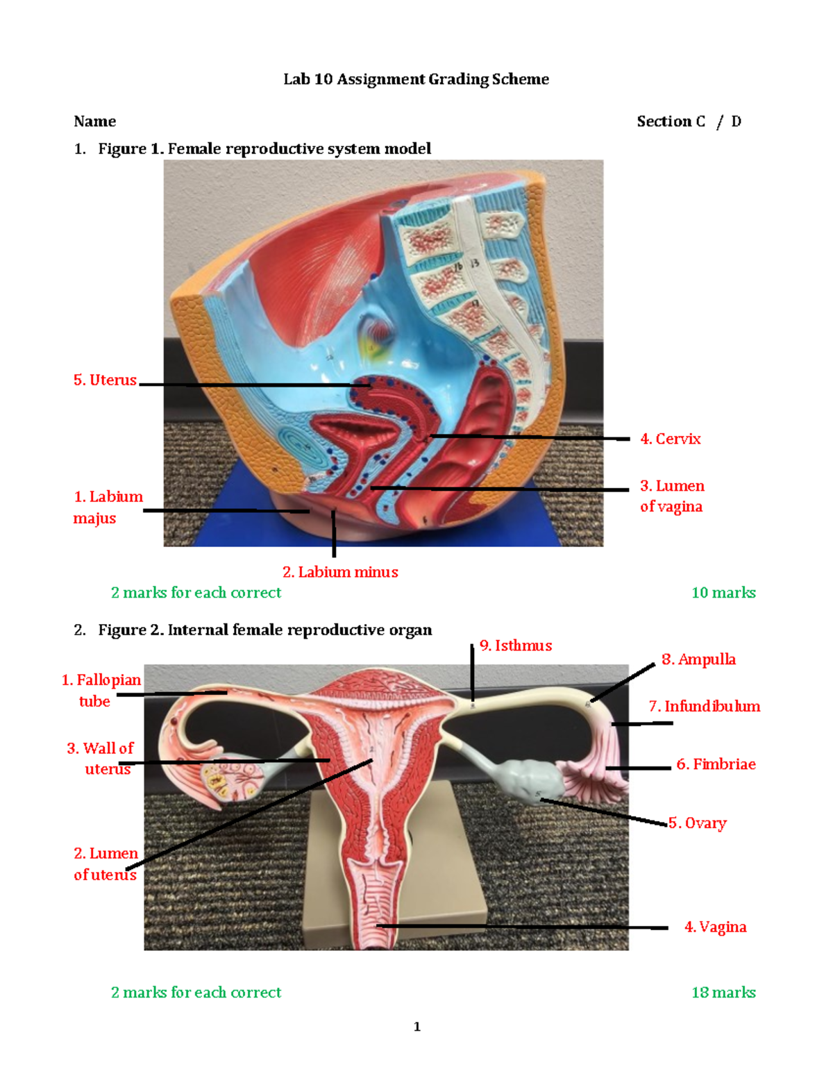 Lab 10: Grading Scheme for Reproductive System Structures ...