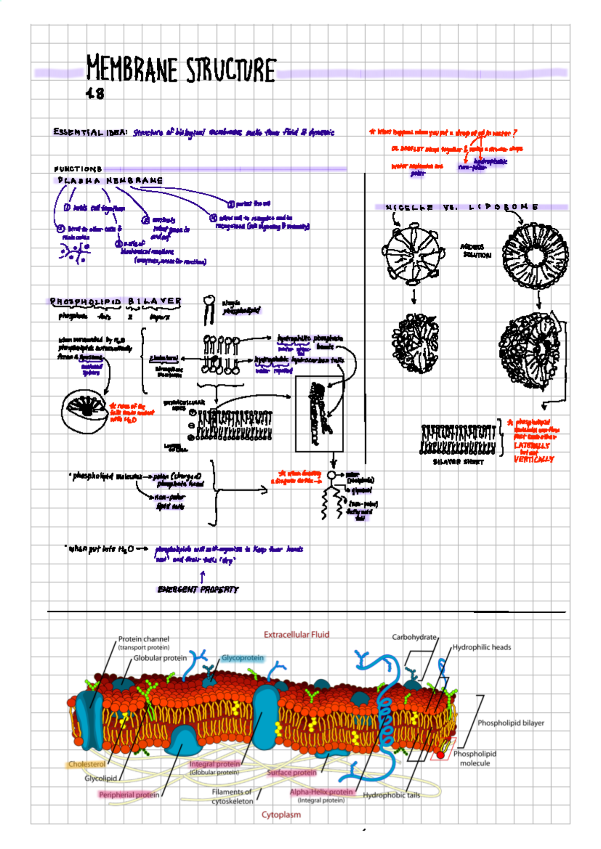 1.3 cell membrane - Bio - MEMBRANE STRUCTURE 1 ESSENTIAL IDEA ...
