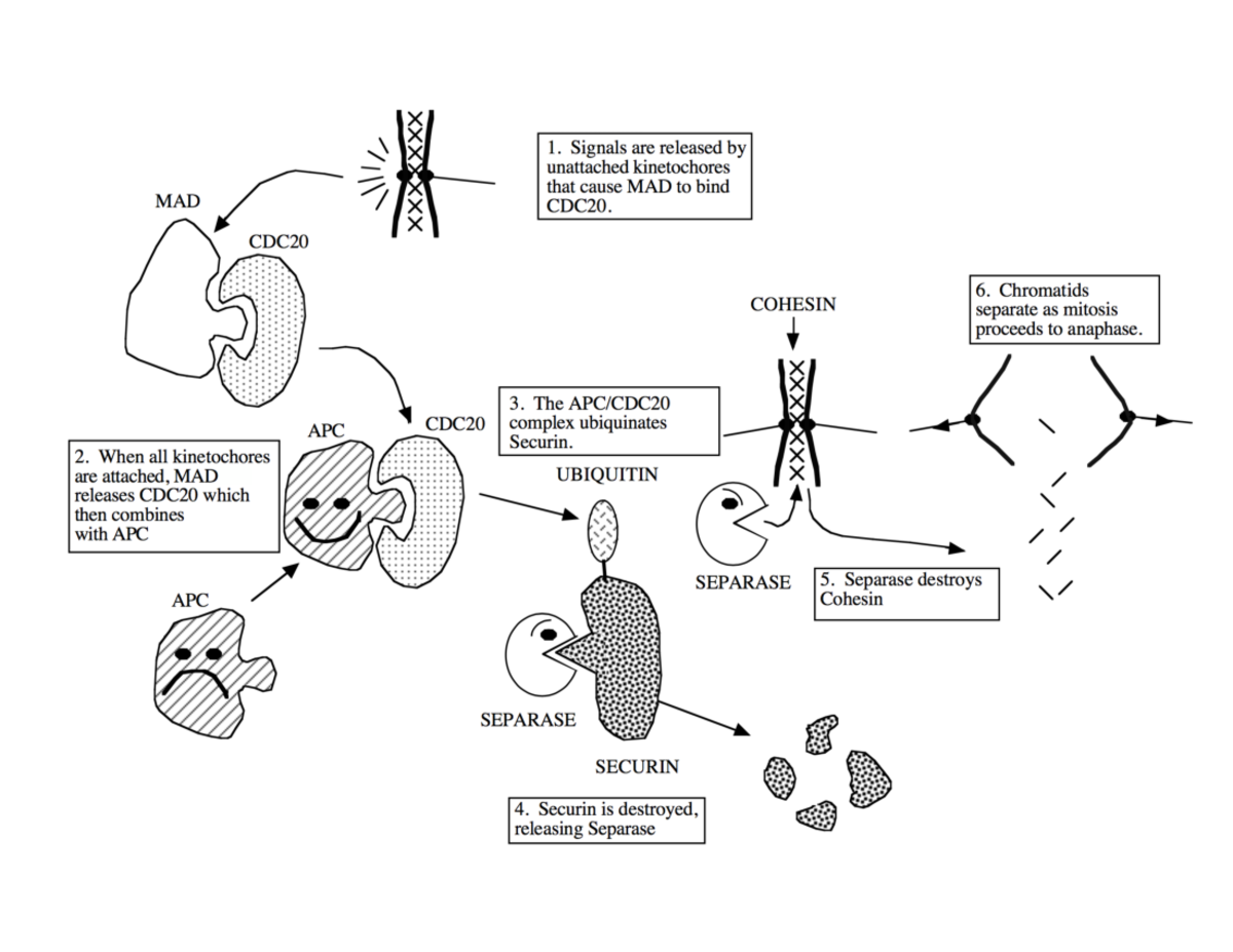 Cell Signaling & Stem Cell Regulation: Lecture 1 Notes - Studocu