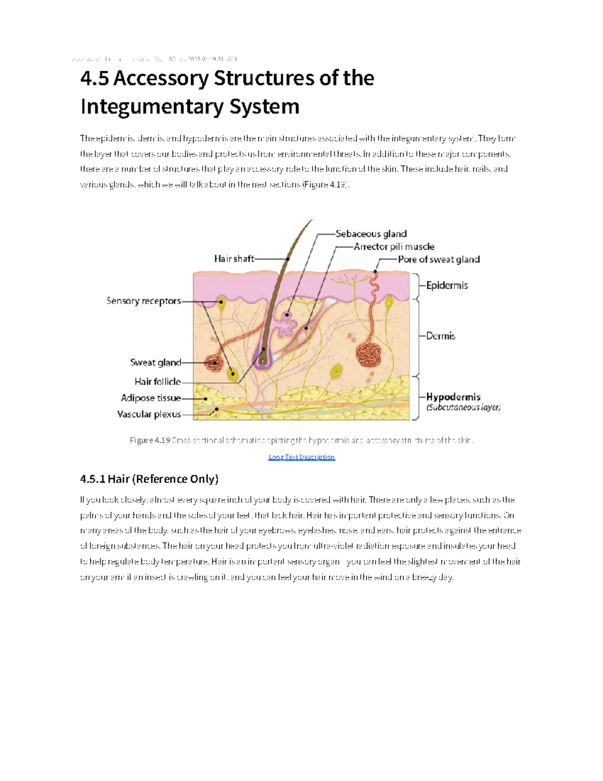 Chapter 4: Accessory Structures of the Integumentary System – Hair ...
