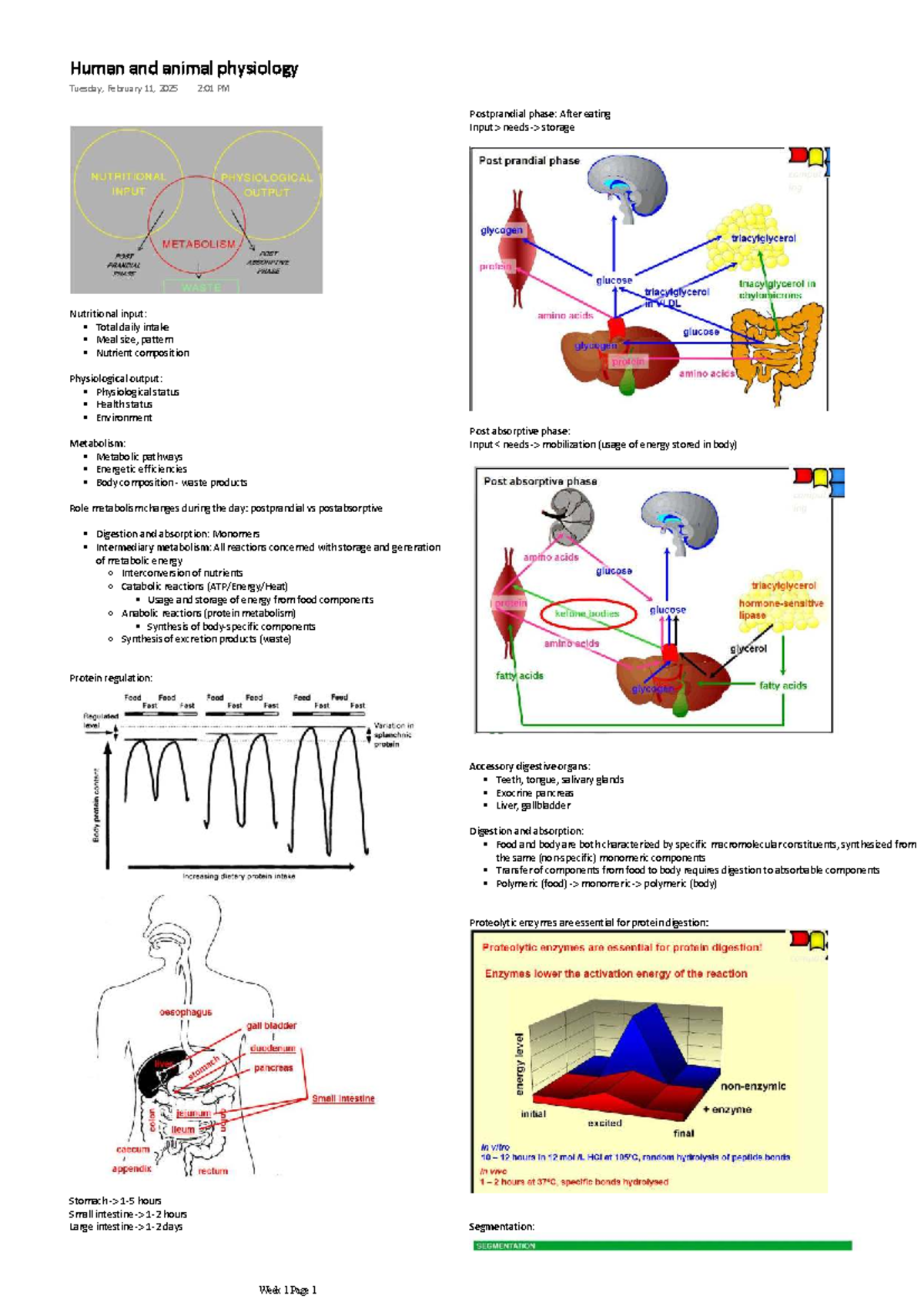 Human and Animal Physiology: Postprandial and Postabsorptive Phases ...