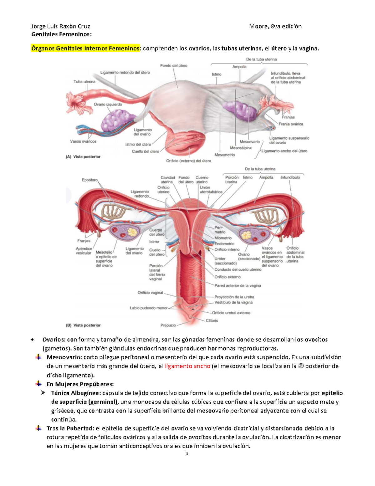 anatom-a-del-cuello-femenino-scapula-the-shoulder-blade-the-upper