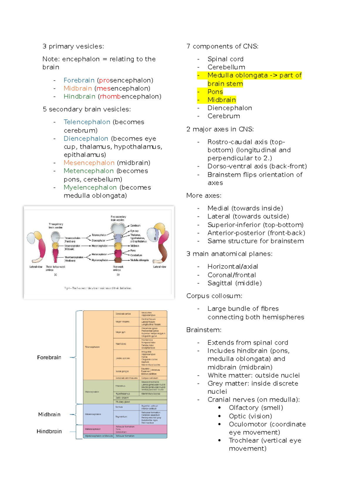 Week 2 - Overview of Brain Anatomy and Function - Studocu