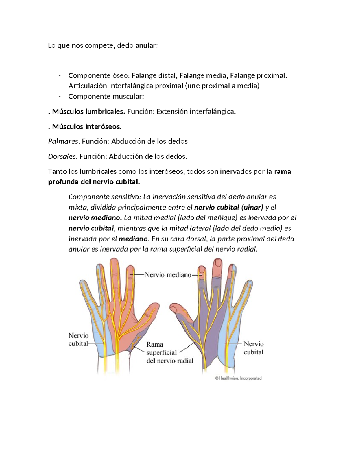 Anatomía del Dedo Anular: Componentes Óseos y Musculares - Studocu