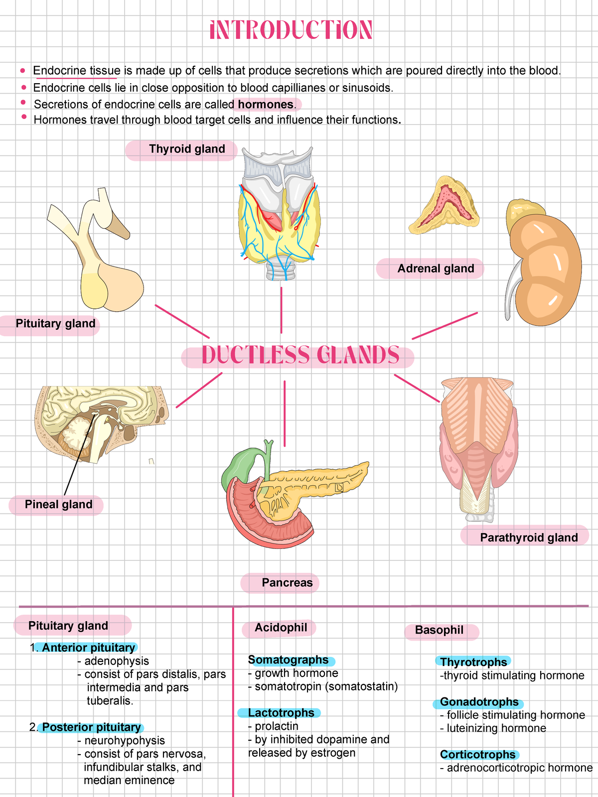Histology - For practical exam - Introduction Endocrine tissue is made ...