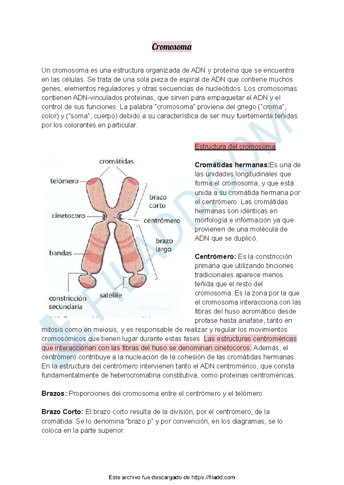 Hoja de datos del cromosoma Y, image size:1200x1694