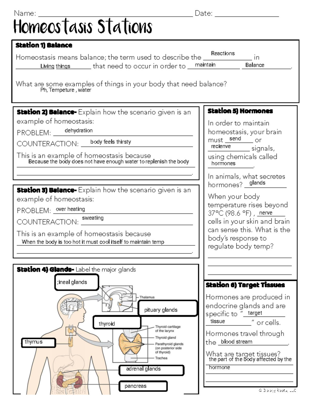 Gcse Biology Homeostasis Worksheet Pack Teaching Resources