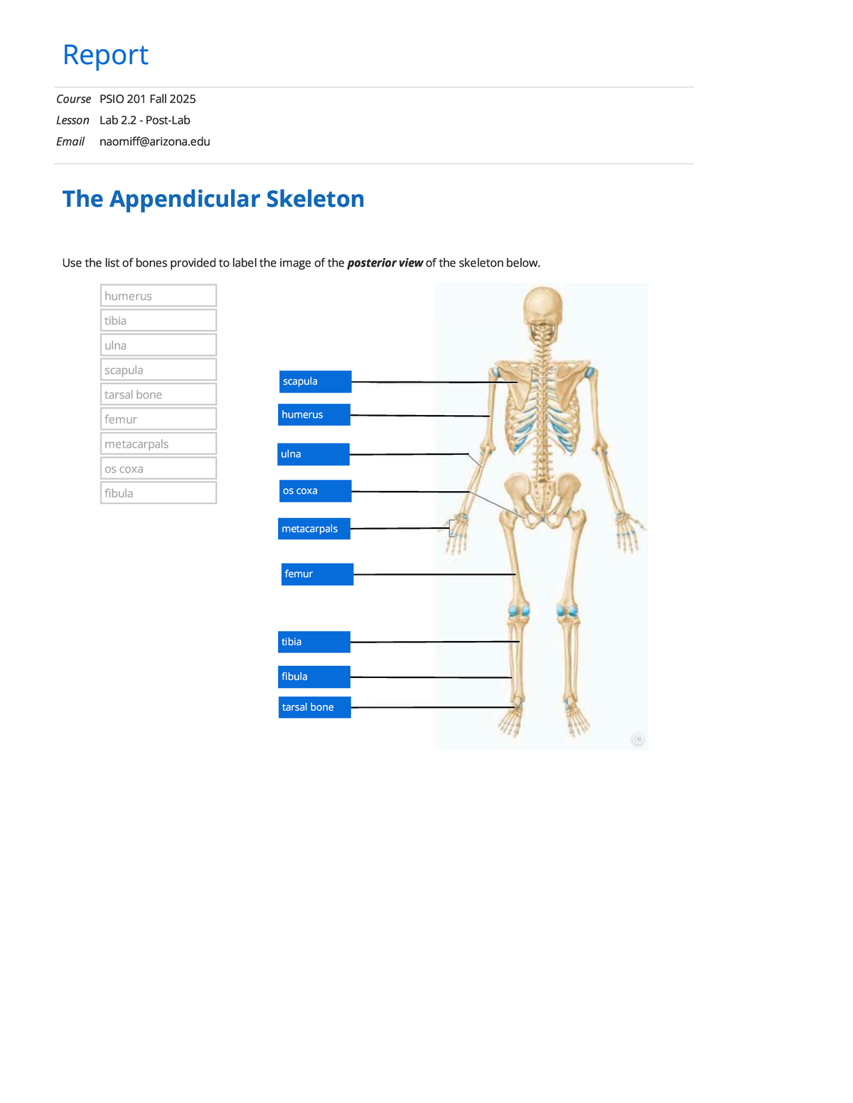 Lab Report: PSIO 201 - Appendicular Skeleton Identification ...