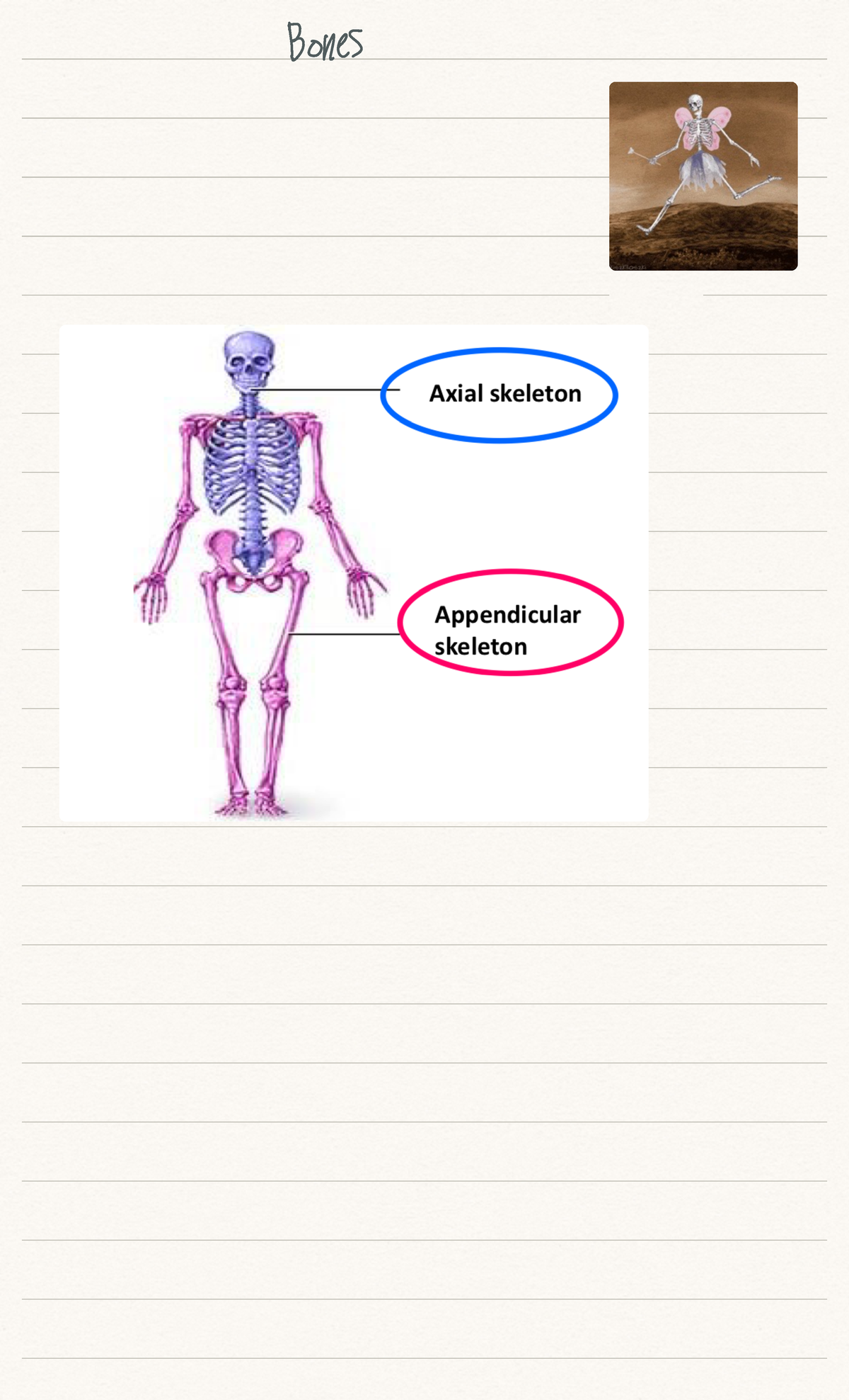 Bones - Notes - Bones axial skeleton curves of vertebral Primal curve ...