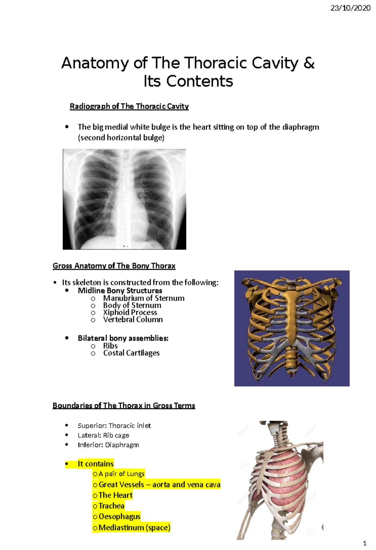 Anatomy of the Thoracic Cavity and Contents: A Comprehensive Overview ...