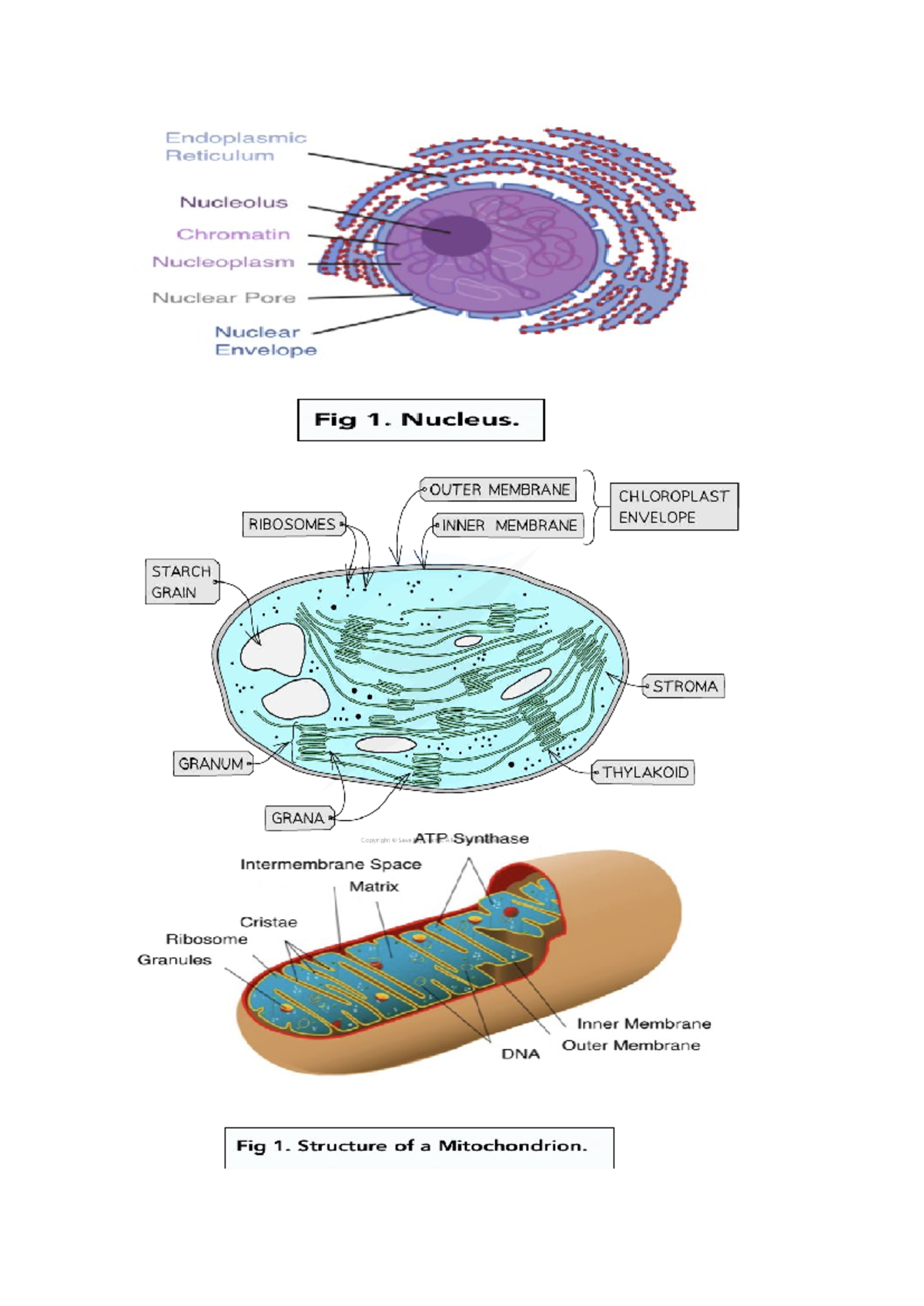 Bio diagrams - Endoplasmic Reticulum Nucleolus Chromatin Nucleoplasm ...
