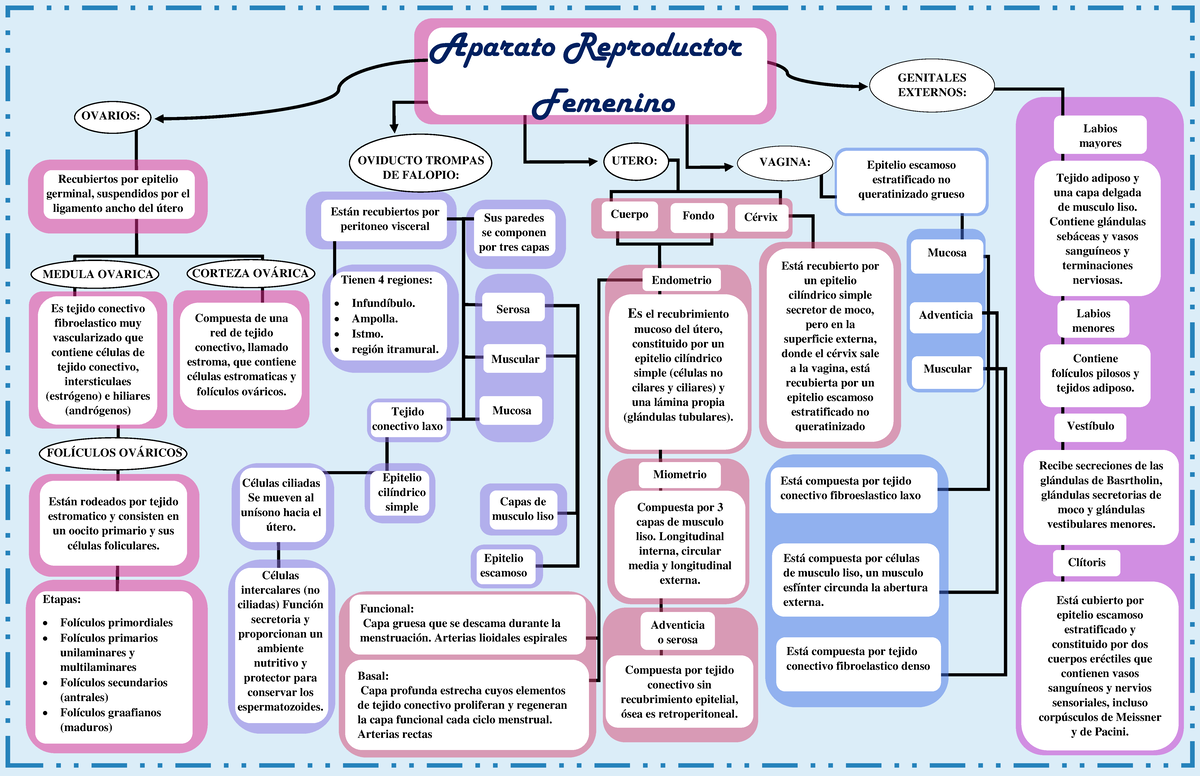 Mapa conceptual Sistema Reproductor Femenino - Aparato Reproductor