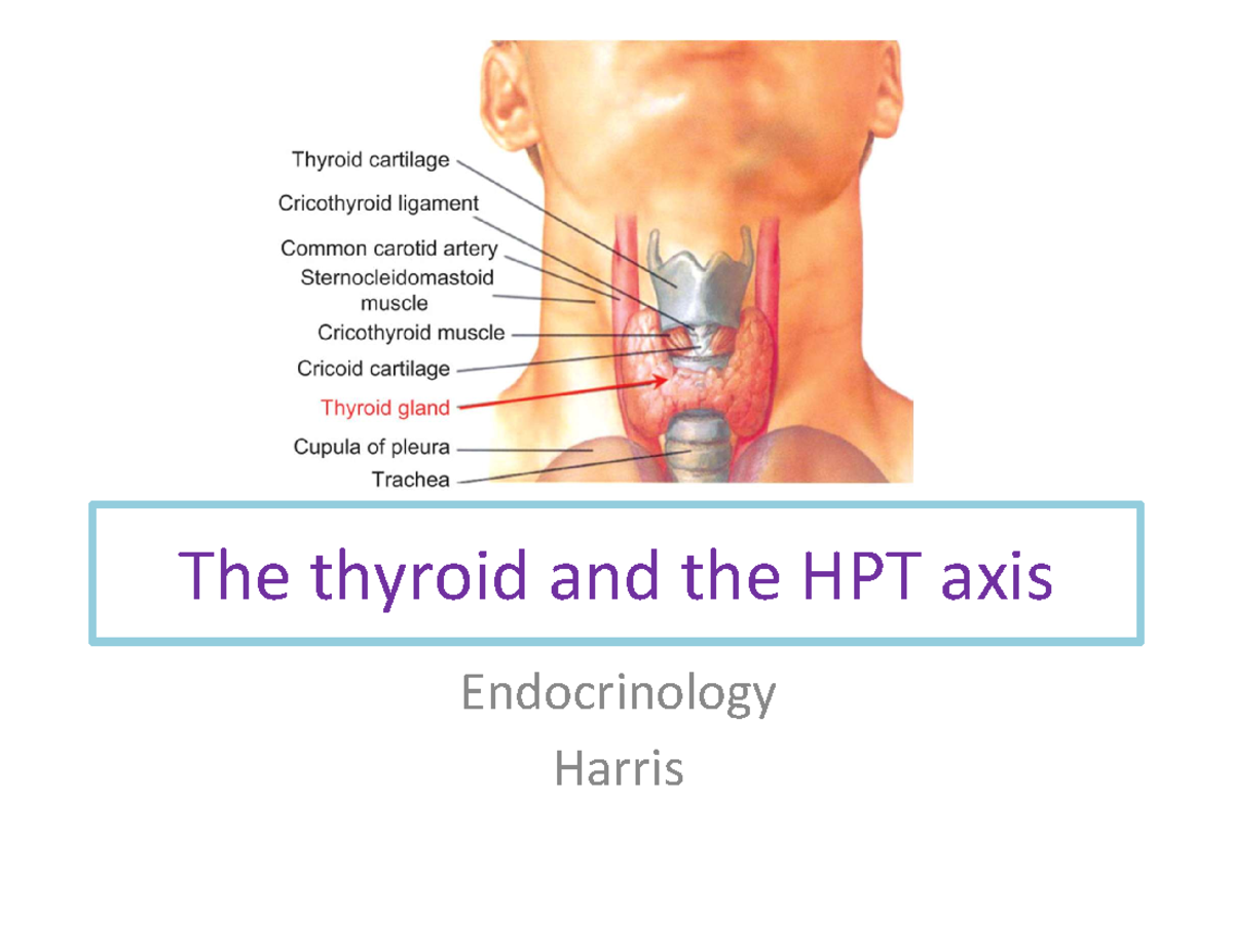 Thyroid Hormone Function & HPT Axis - Endocrinology Study Notes - Studocu