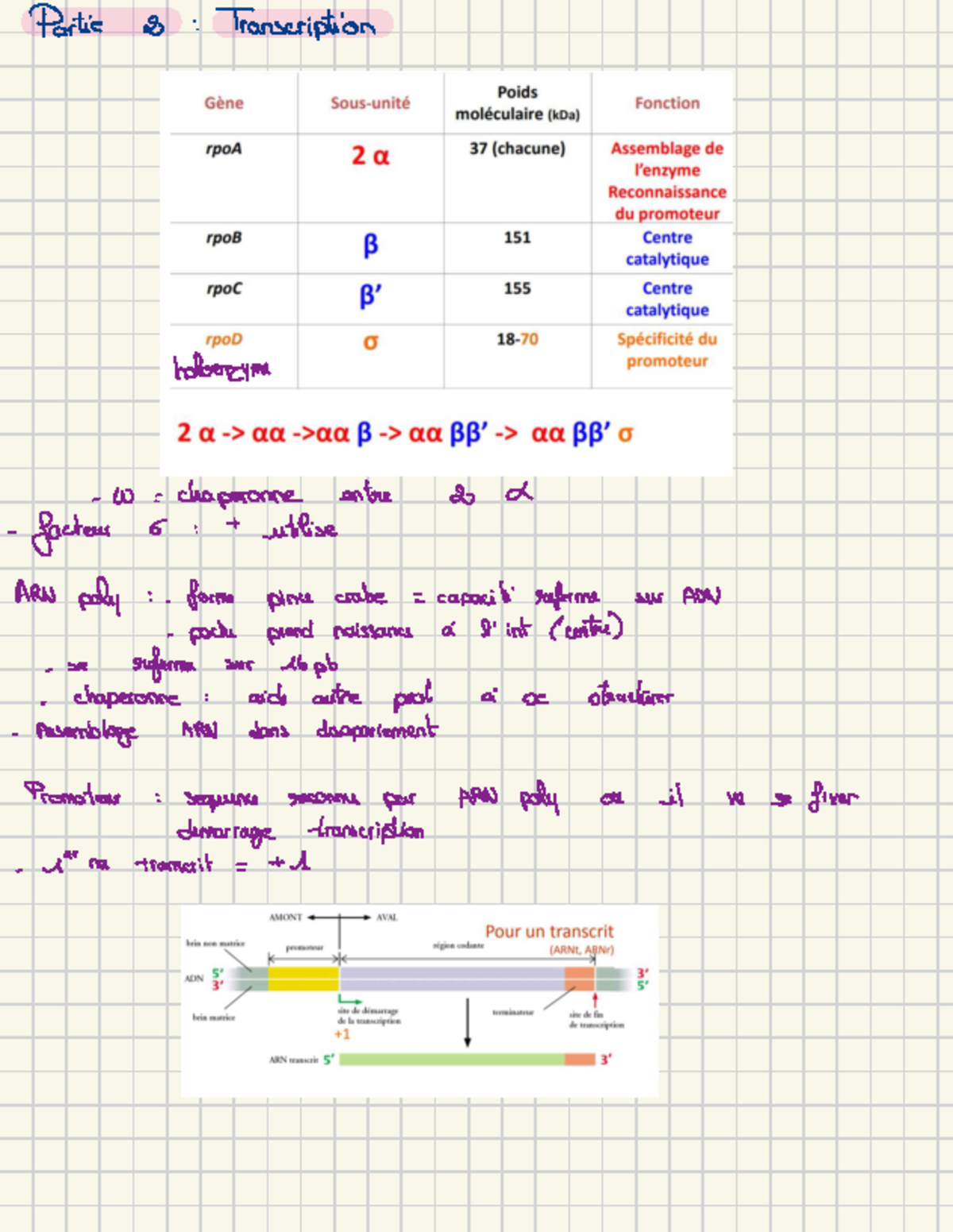 Cours 7 transcription Bio Moléculaire - Partie a : Transcription ...