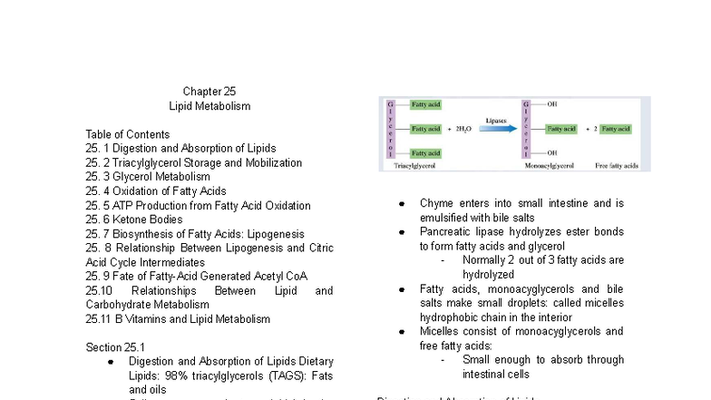 Chapter 25: Lipid Metabolism Overview and Key Processes - Studocu