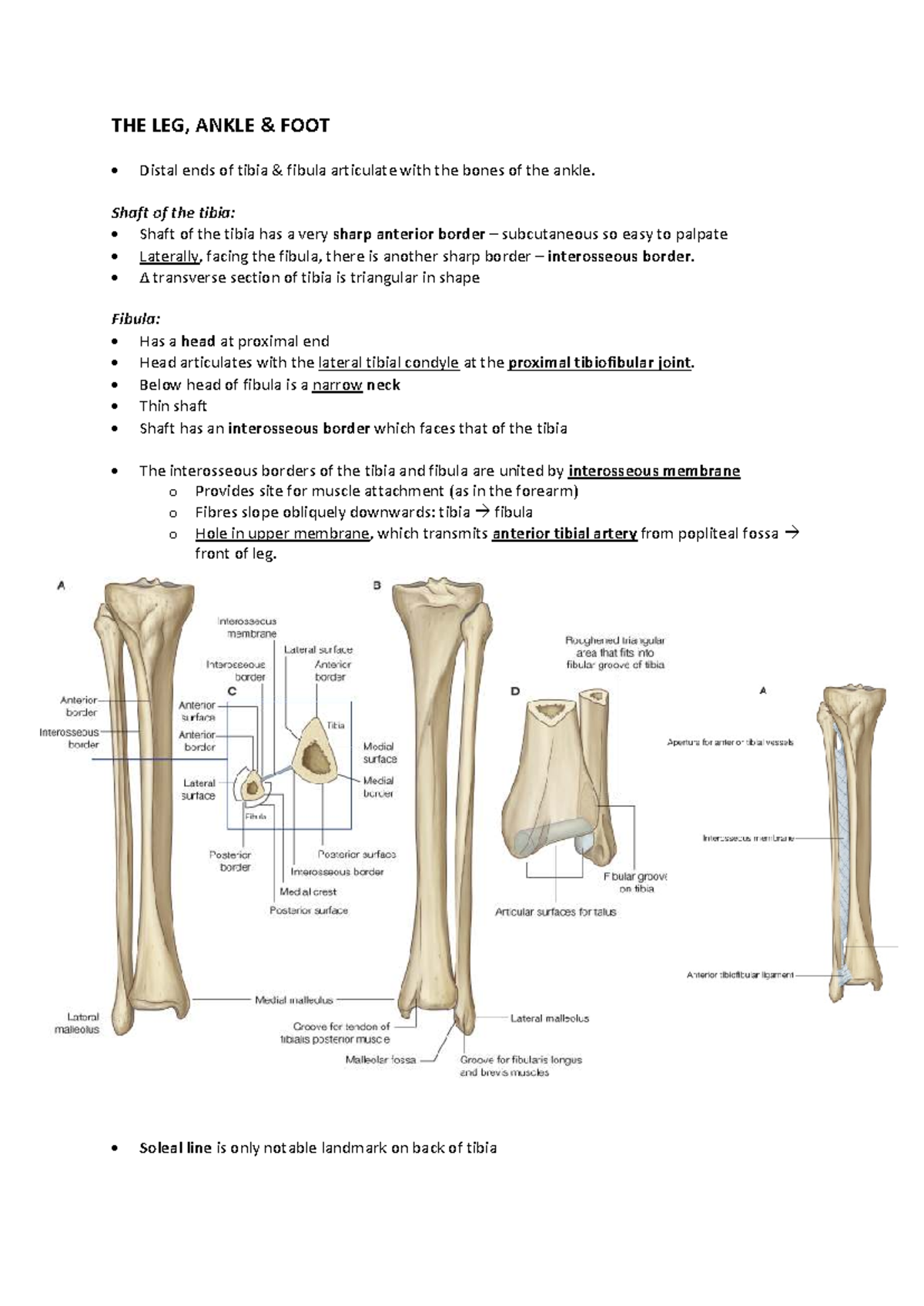 Leg and Ankle Anatomy: Distal Tibia and Fibula Overview (ANAT 101 ...