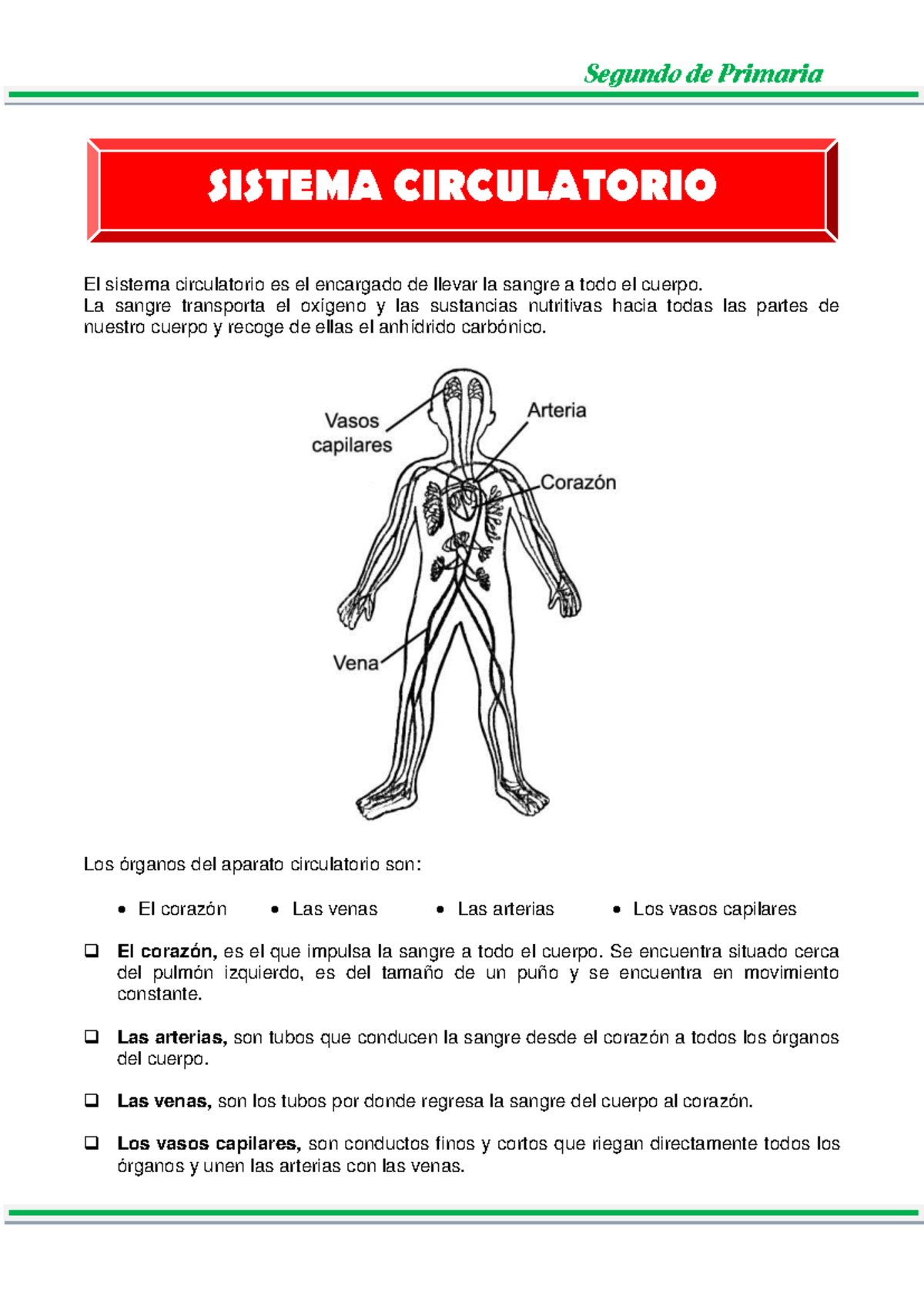 Sistema Circulatorio: Guía para Segundo de Primaria - Esquemas y Tareas ...