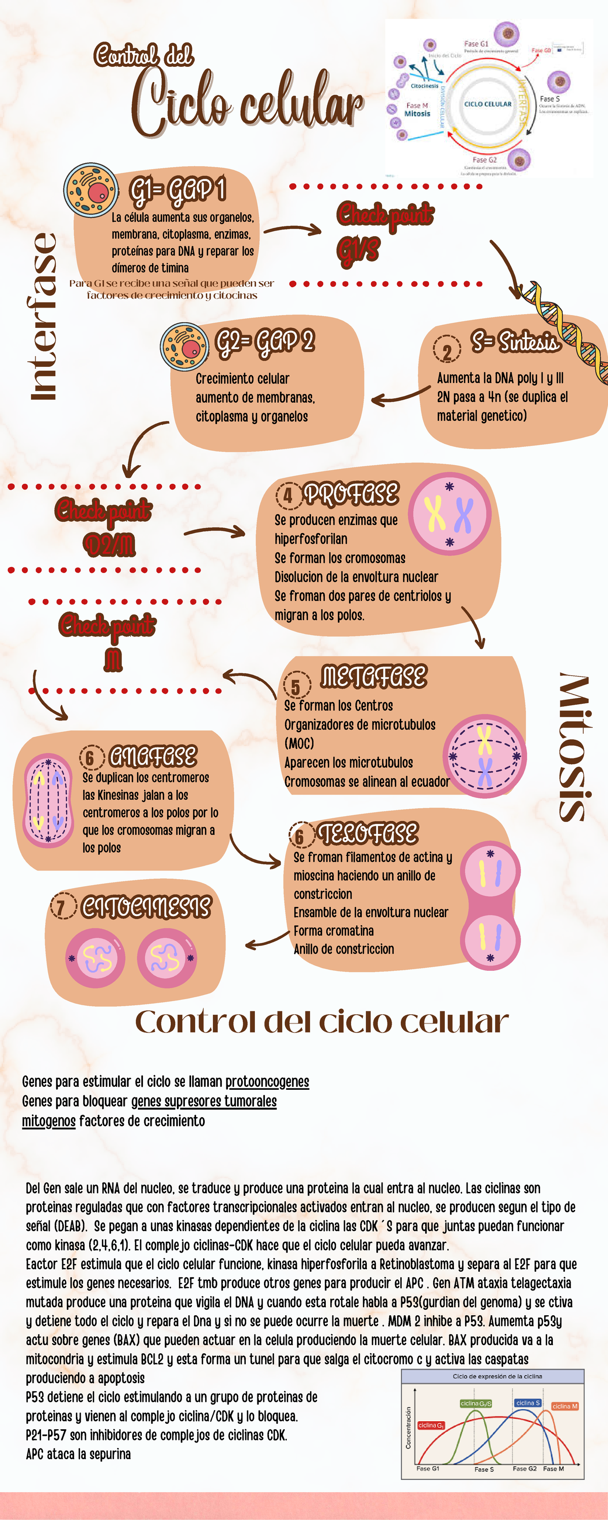 Infografía sobre el ciclo celular - Ciclo celularCiclo celular 1 3 G2 ...