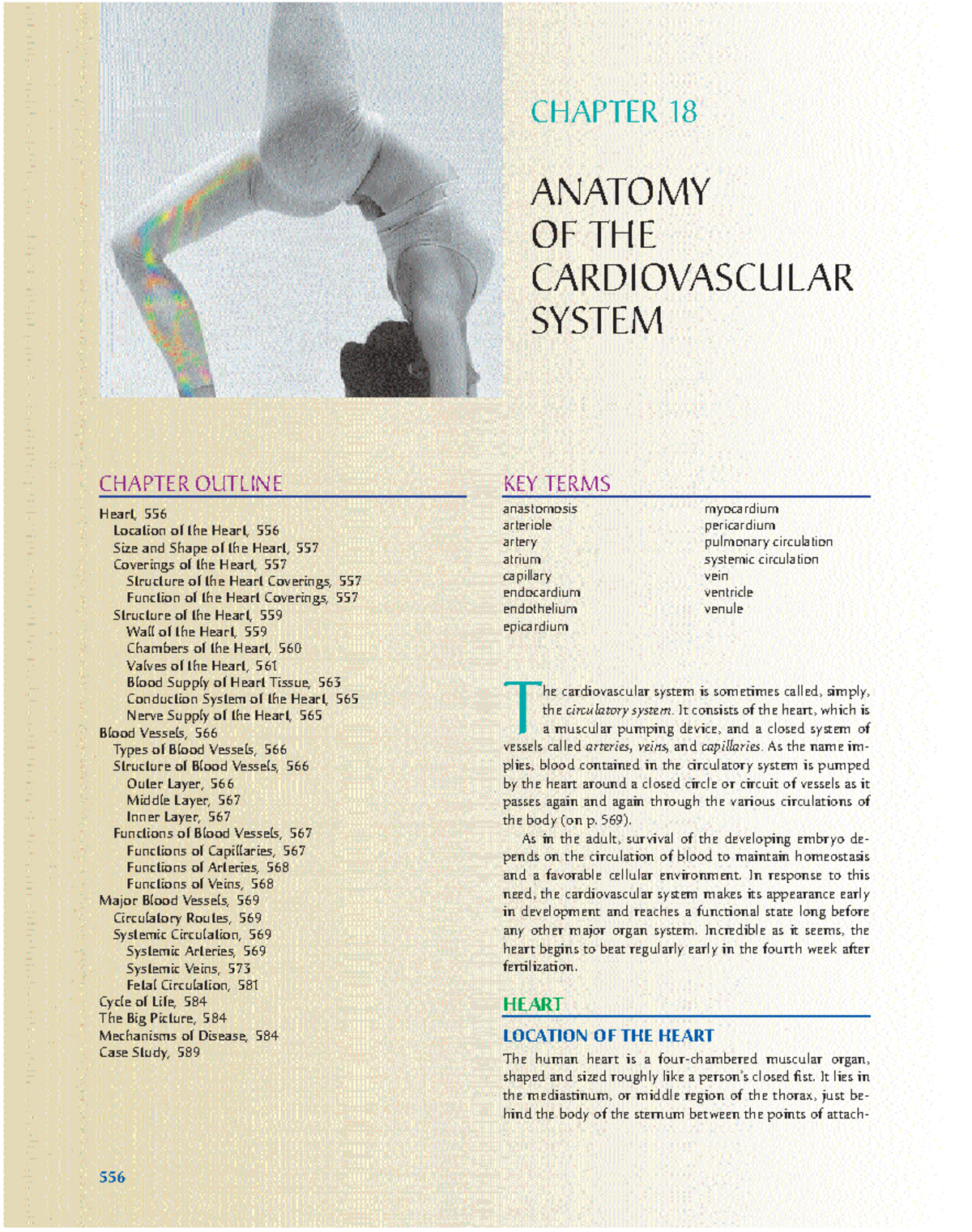 Anatomy of the Cardiovascular System (Chapter 18) - Key Points for ...
