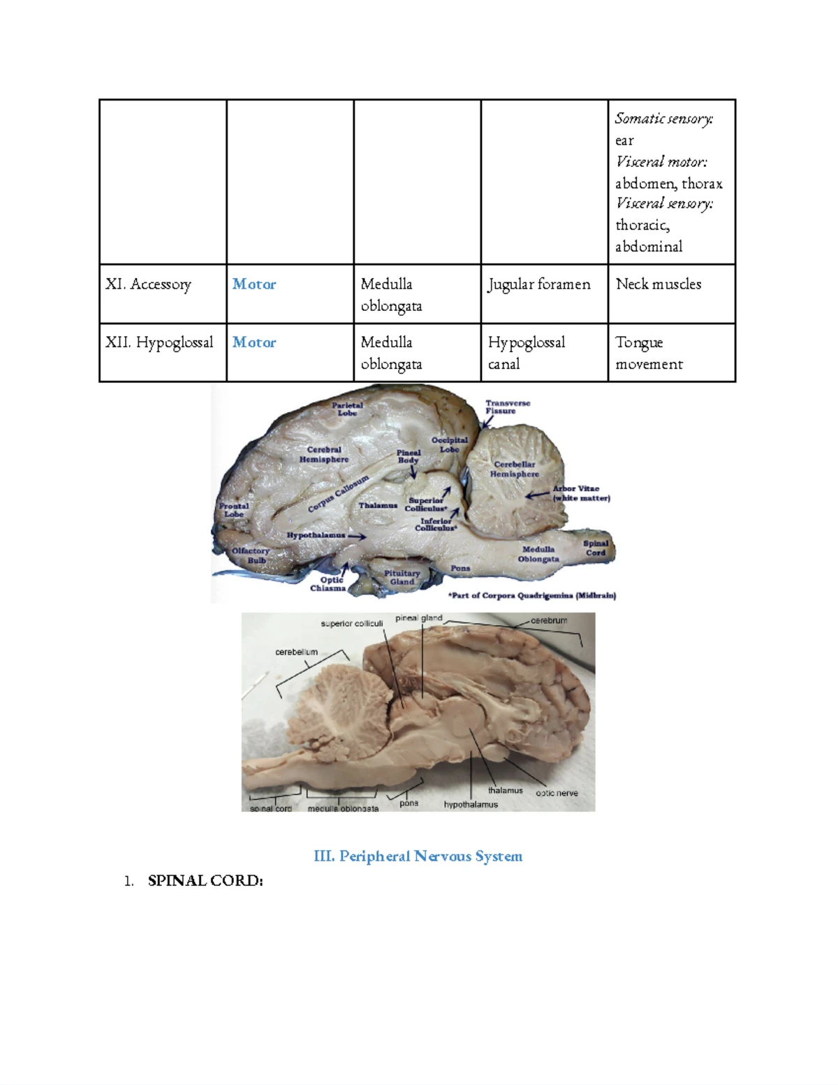 Lecture 15: The Brain Part 2 - Structure & Functions Overview Explained ...