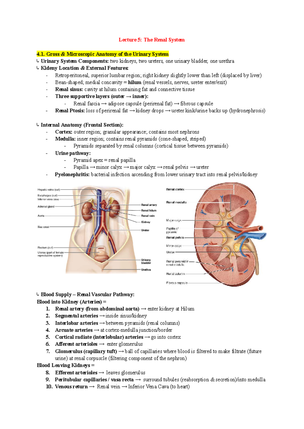 ANP1107 [B] Lecture 5: Anatomy and Function of the Renal System - Studocu